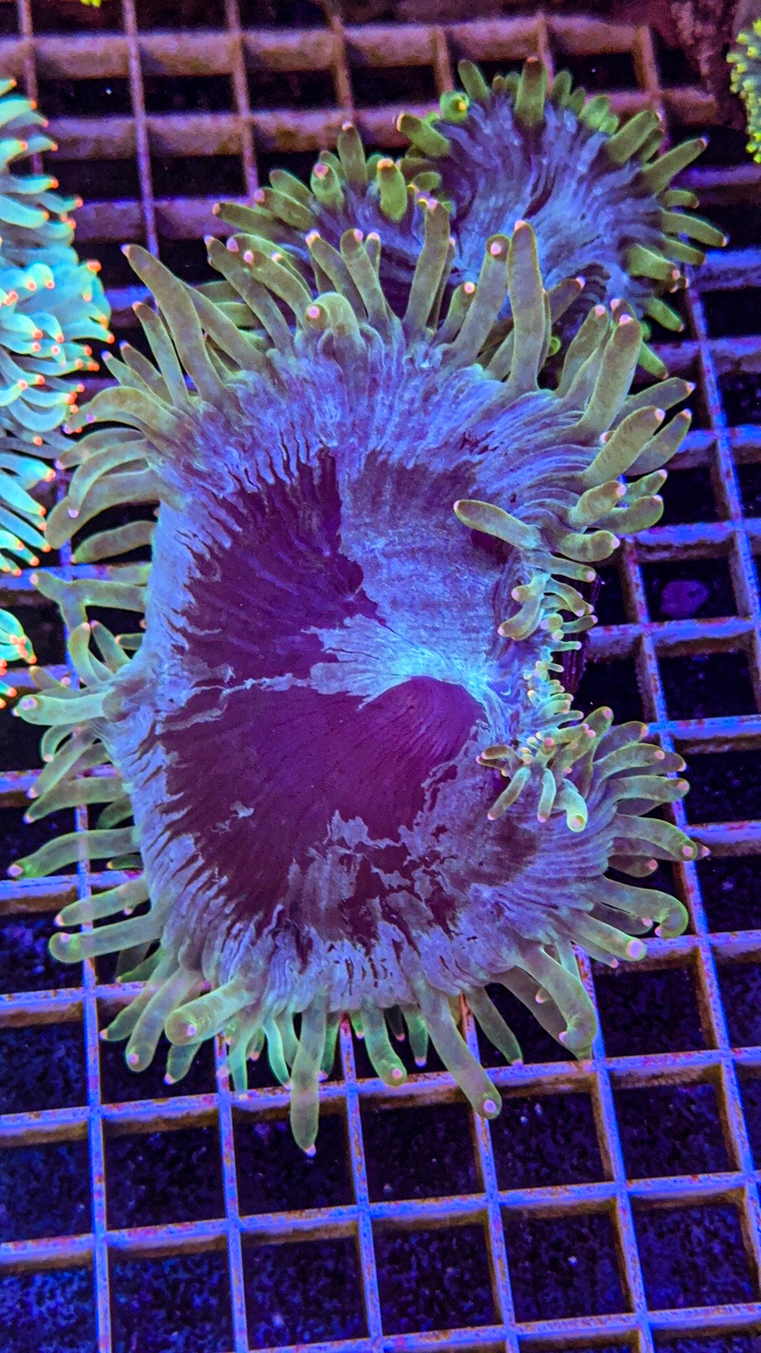 Blue Base Elegance (WYSIWYG)