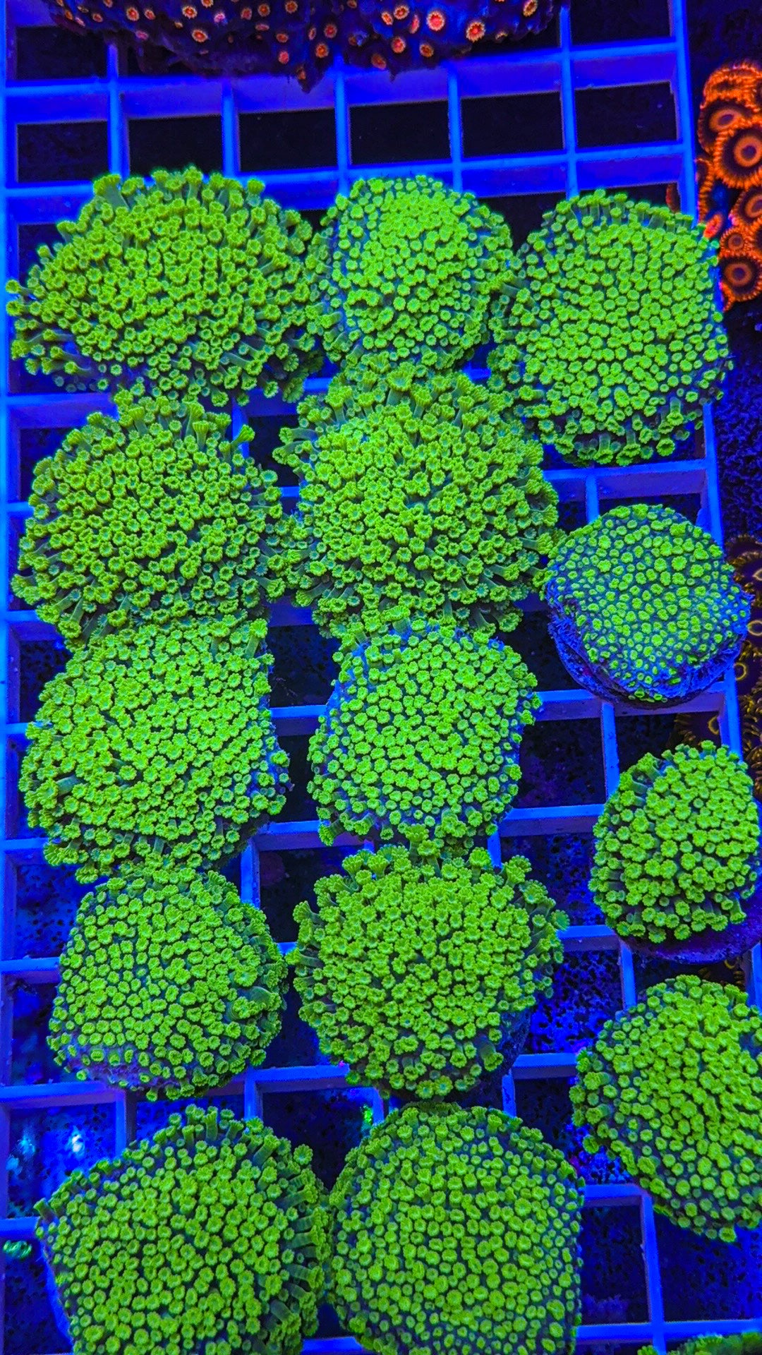 Rare Blue Base Green Polyp Astreopora (WYSIWYG)