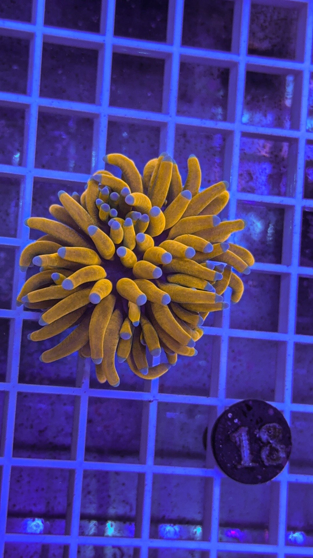 Banana Torch #18 (WYSIWYG)