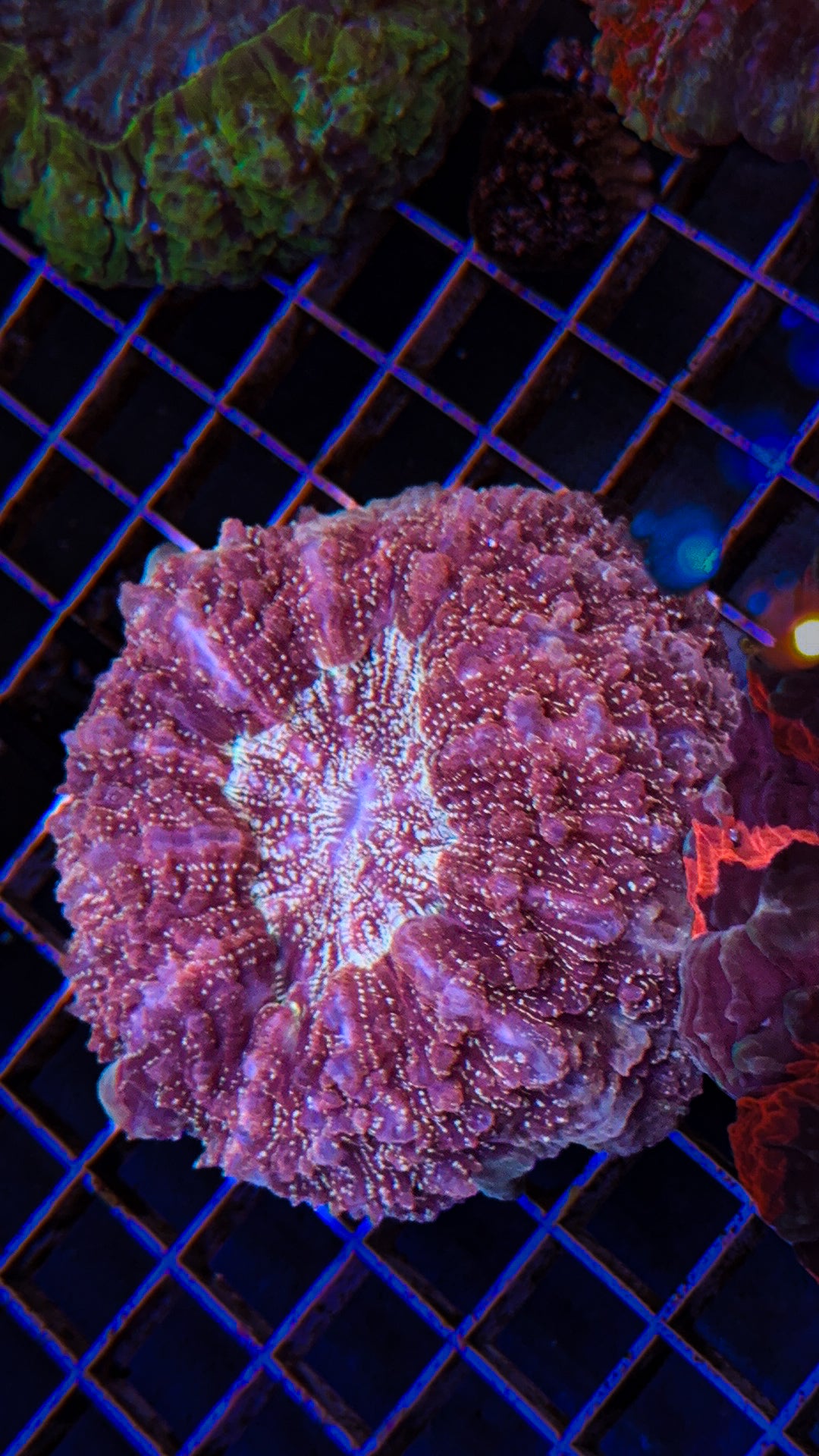 Ruby Red Glitter Acanthophyllia (WYSIWYG)