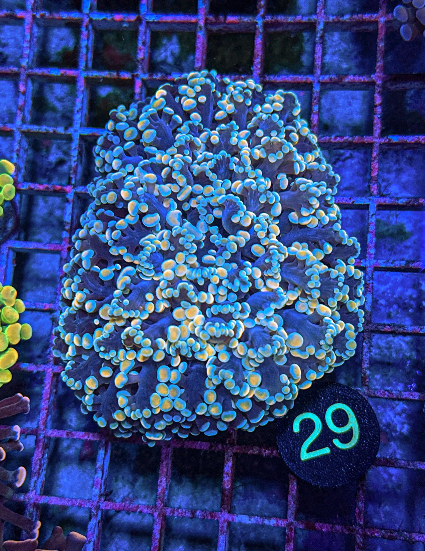 XL Rainbow Kingspawn (WYSIWYG)