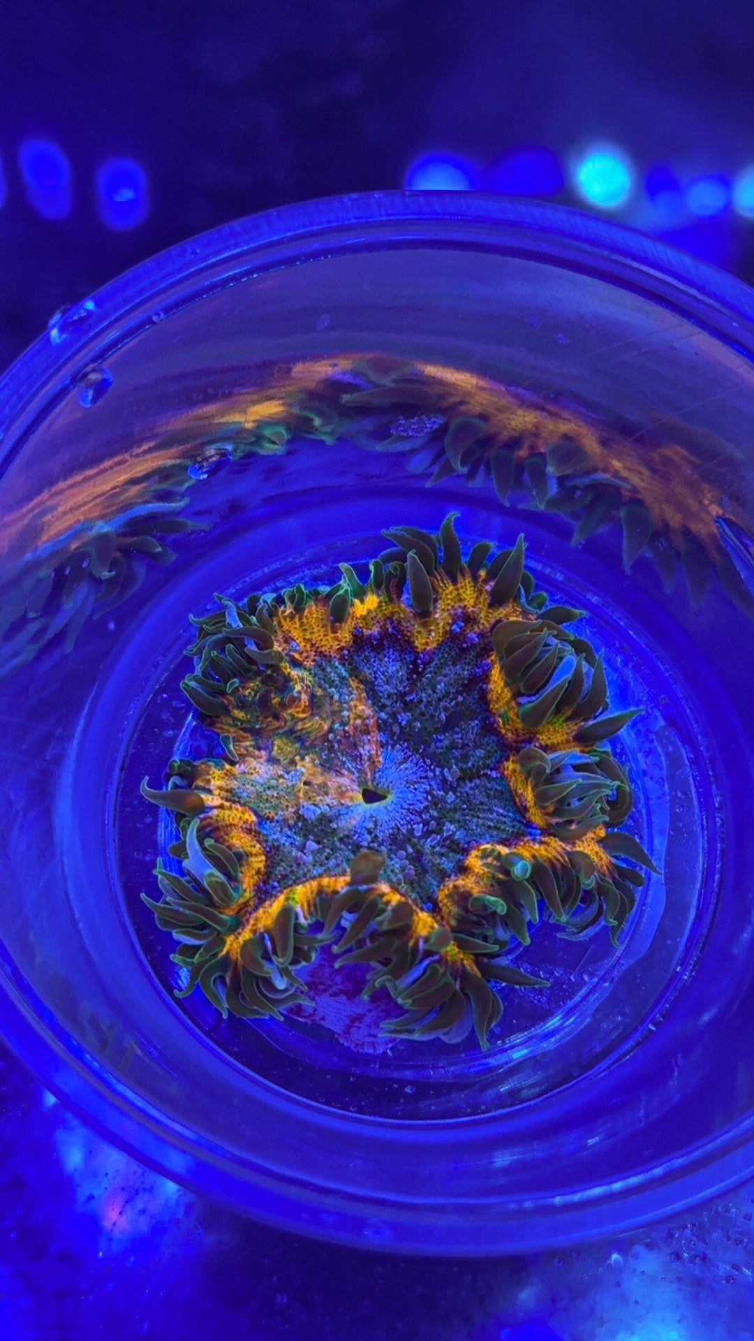 Orange Rainbow Ring Rock Flower Anemone (WYSIWYG)