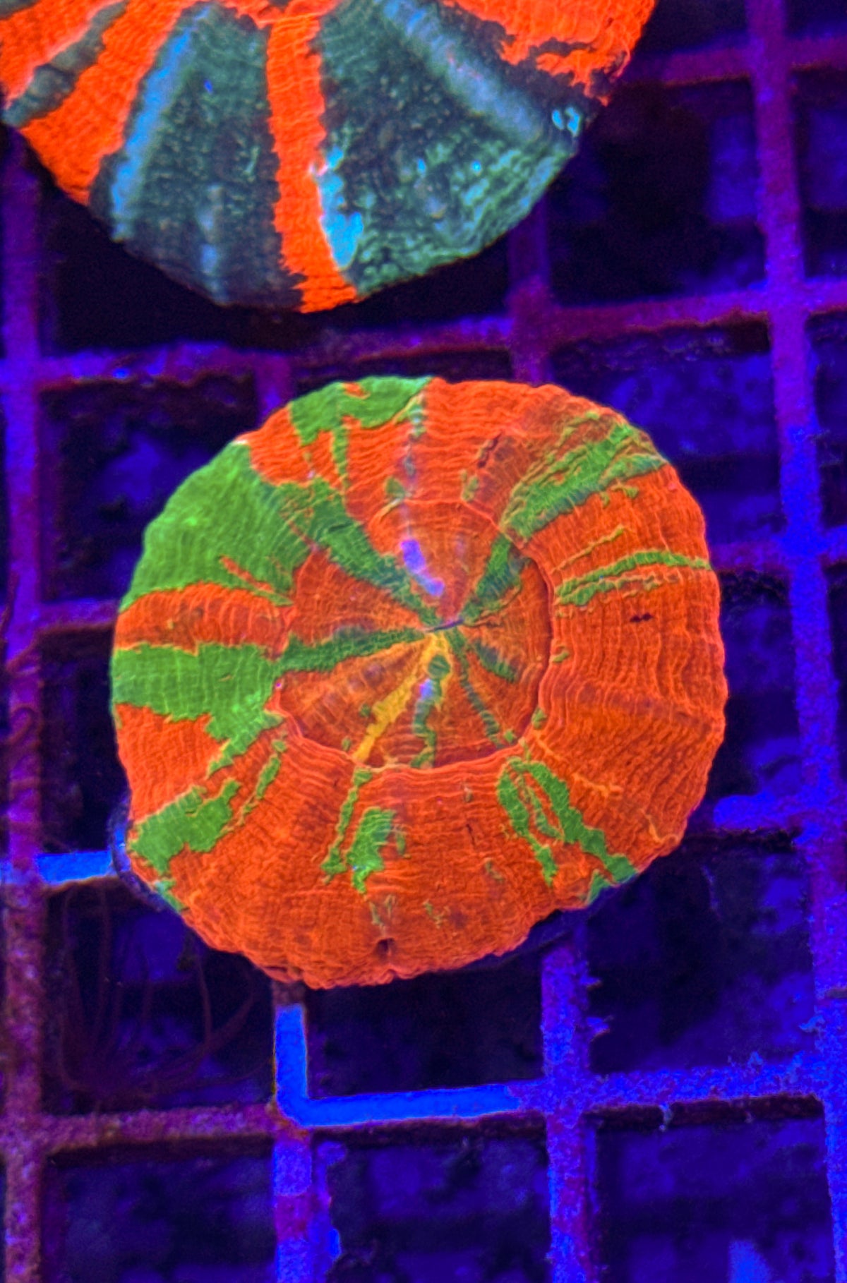 Reverse Bleeding Apple Scoly “Yellow Streak” (WYSIWYG)