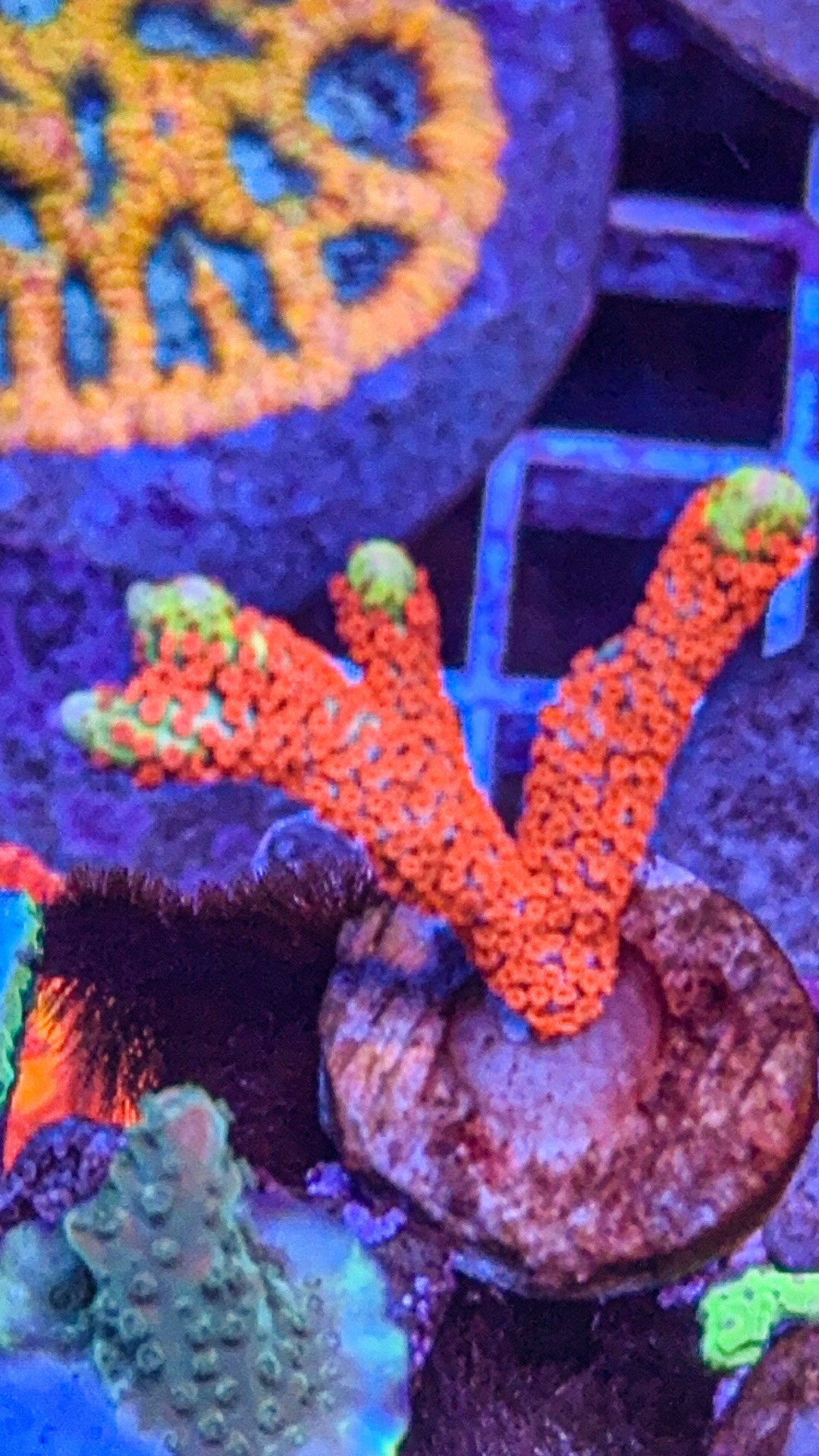 Bubblegum Digi (WYSIWYG)