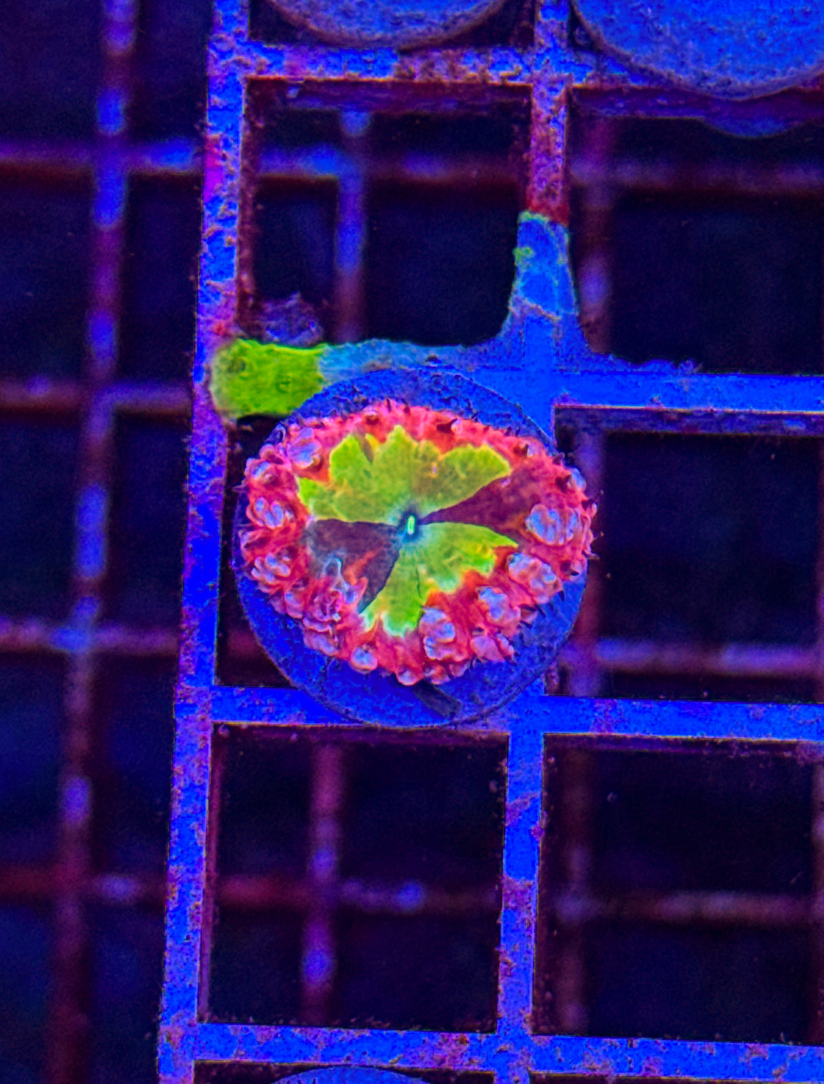 Master Grafted Blasto (WYSIWYG) #10