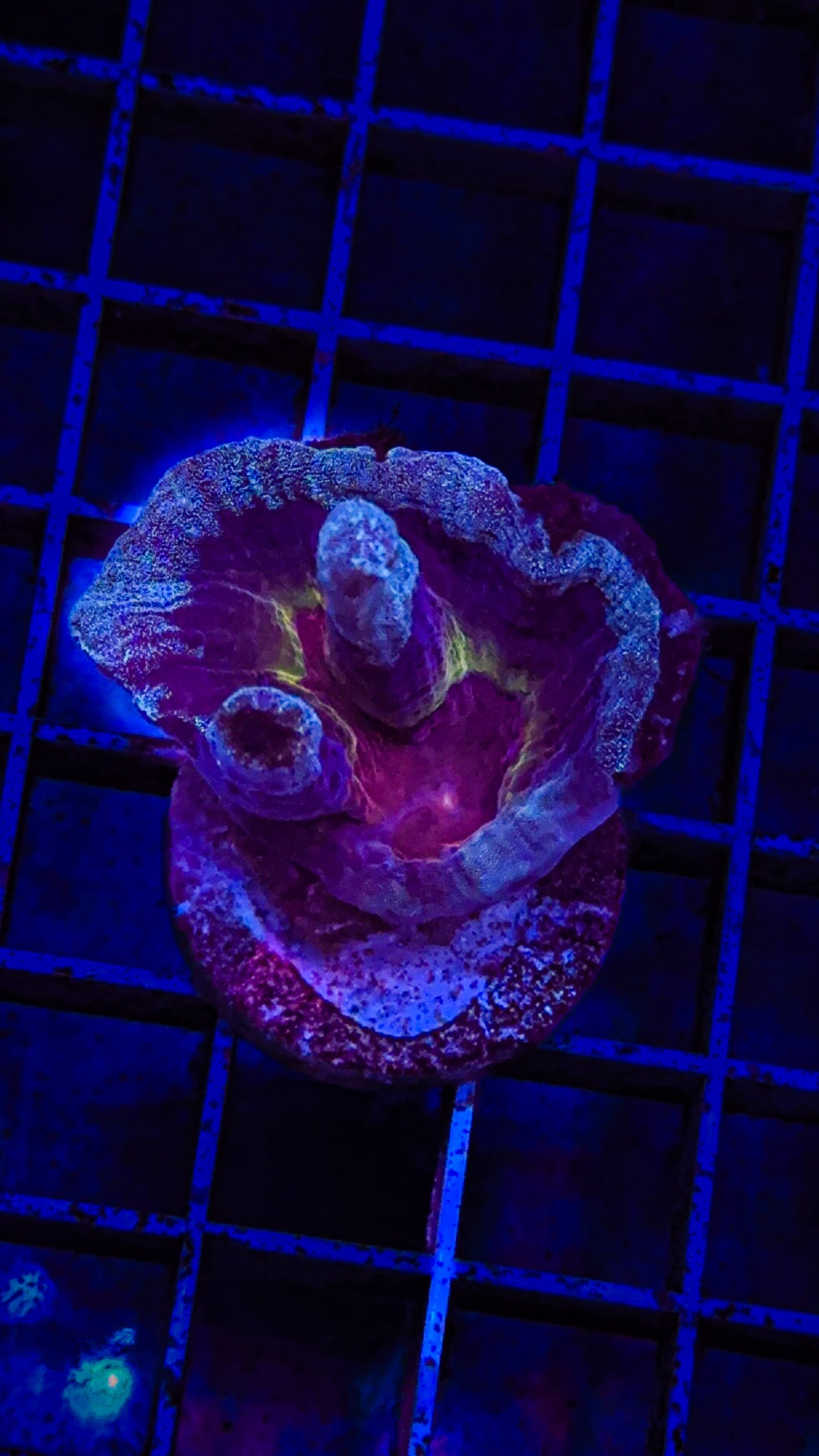 WCC Frost Tip Rainbow Pectinia (WYSIWYG)