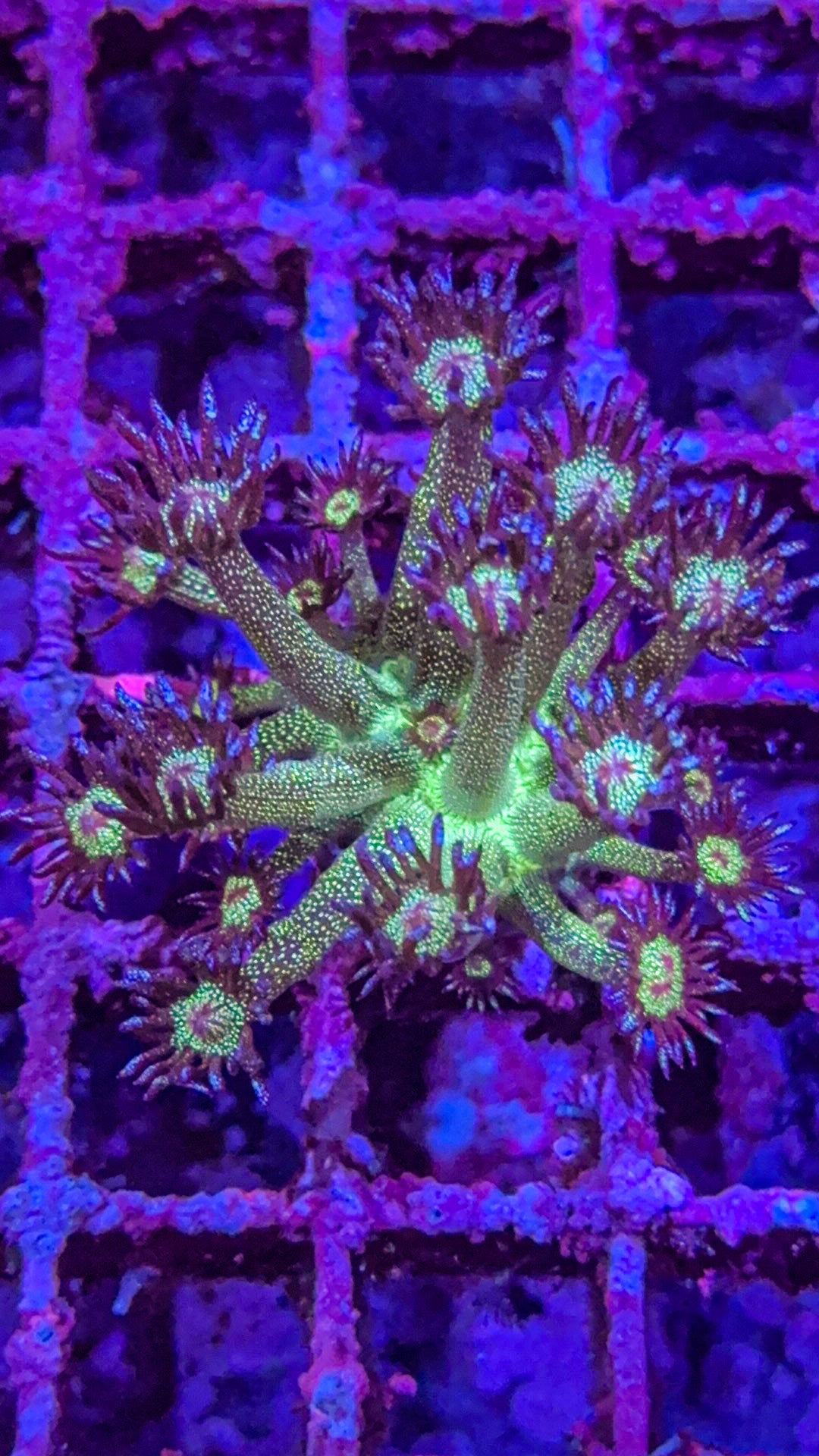 OG Glitter Bomb Goni (WYSIWYG)