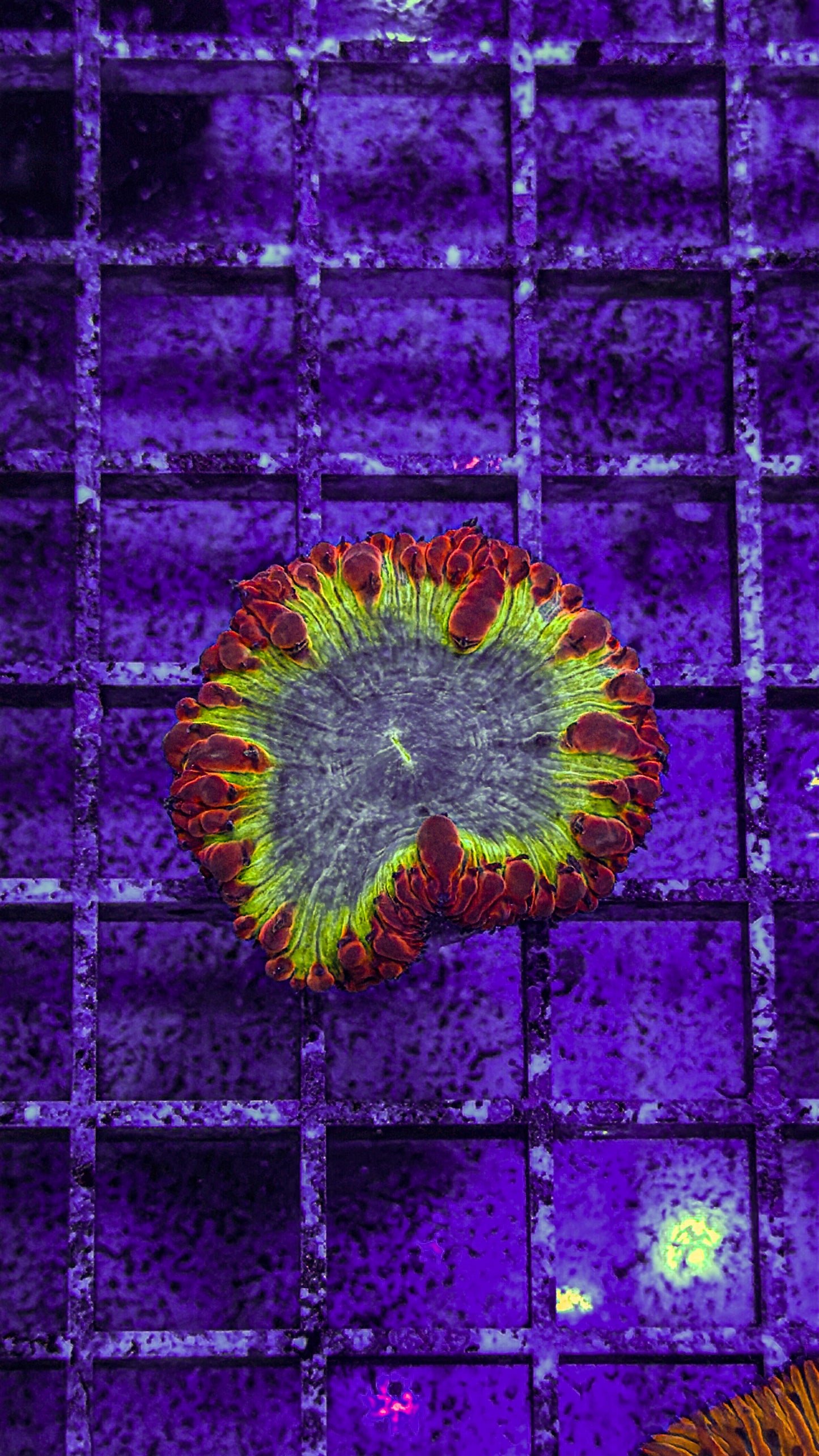 Indo Blasto (WYSIWYG)