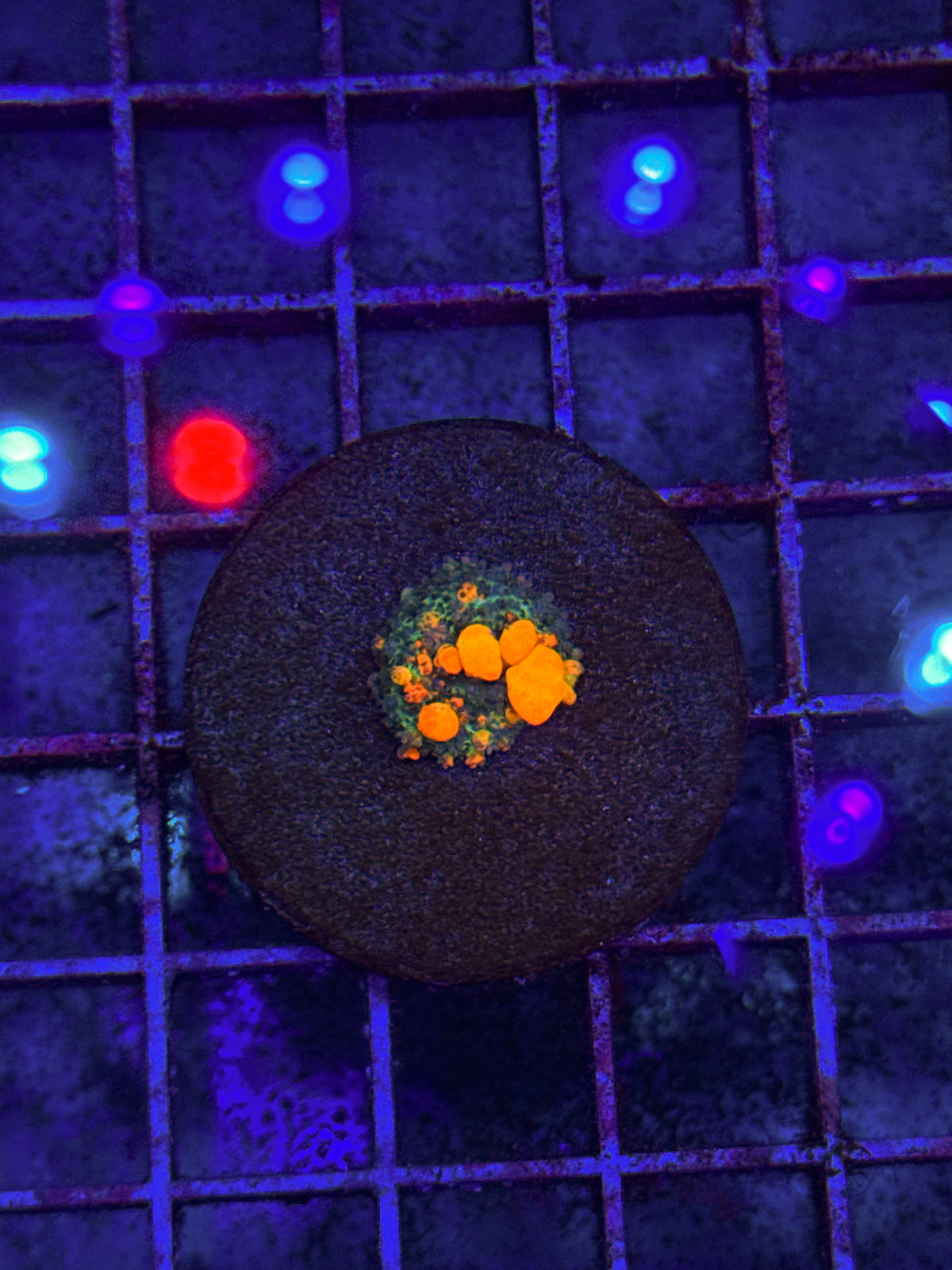 OG Bounce Mushroom “PRICE DROPE!” (WYSIWYG)