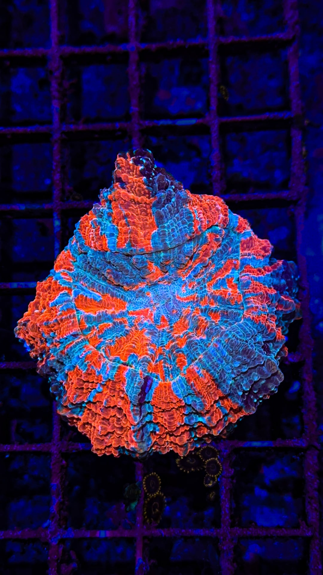 Acanthophyllia (WYSIWYG)