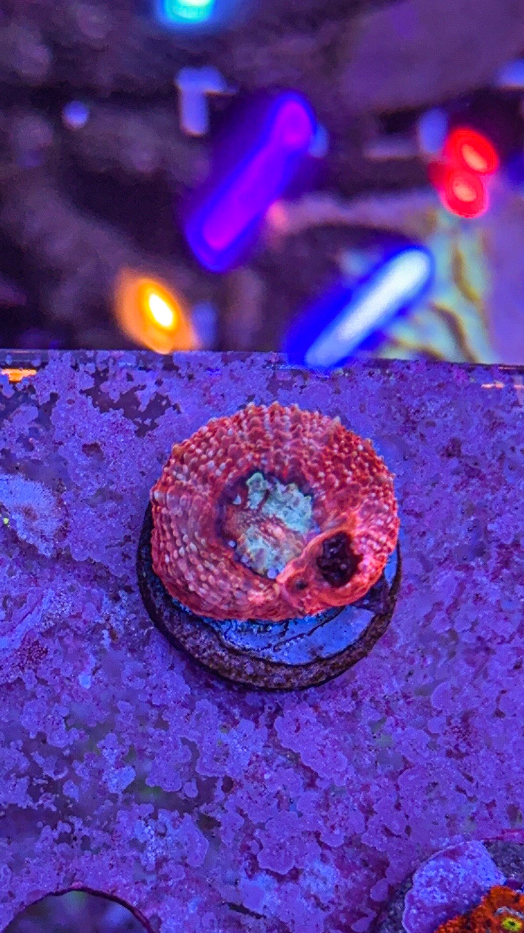 Ultra Bowerbanki (WYSIWYG)