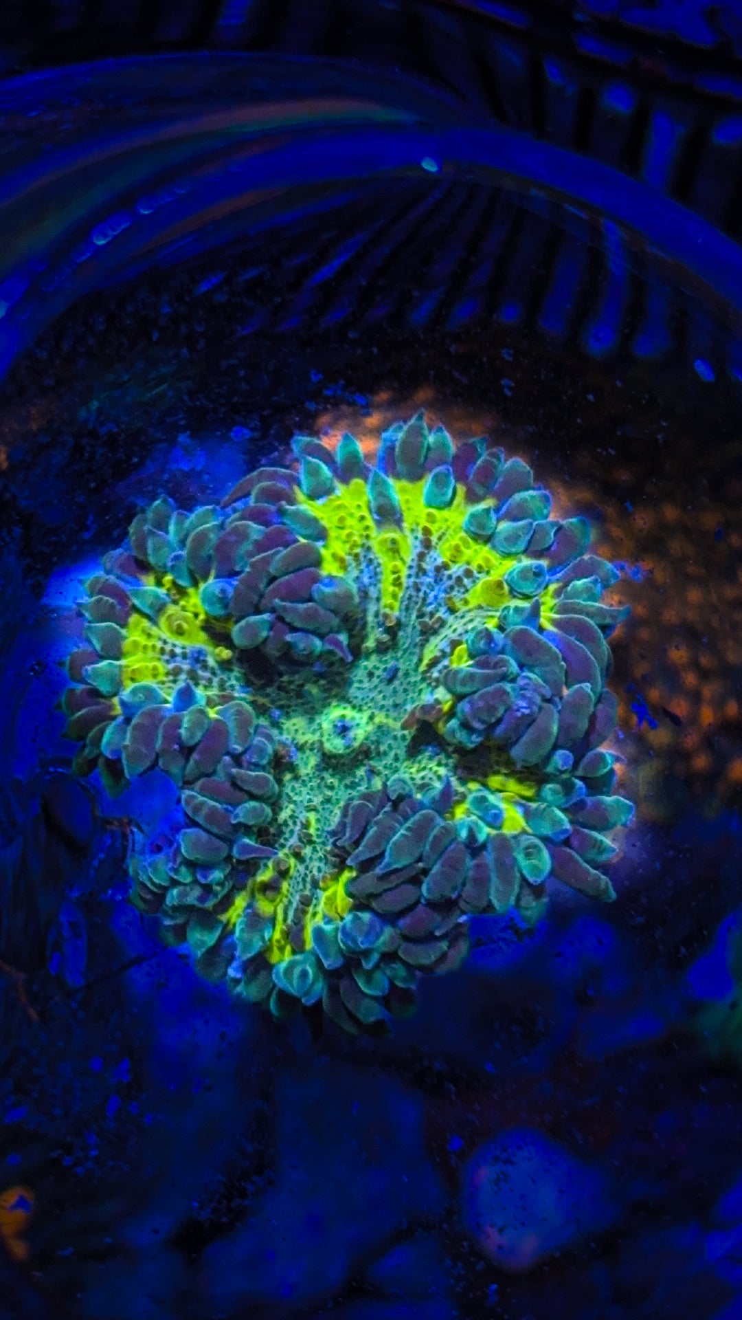 Ultra Rock Flower Anemone (WYSIWYG)