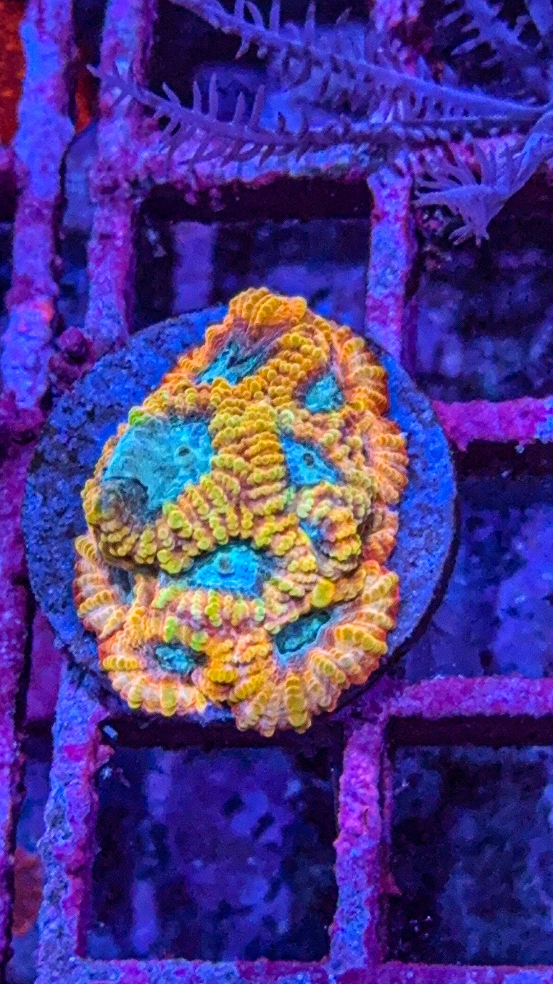 Favia Of The Gods (WYSIWYG)