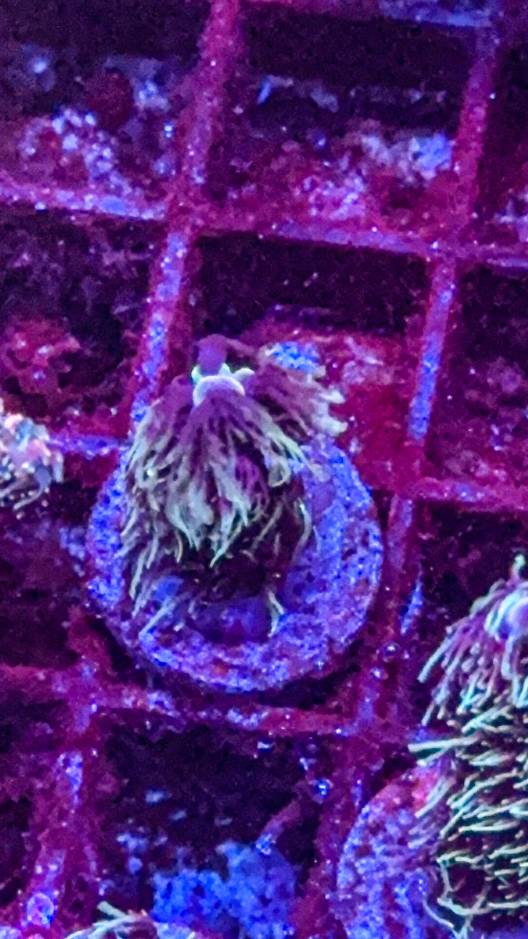 CCH Chewbacca Milli (WYSIWYG)