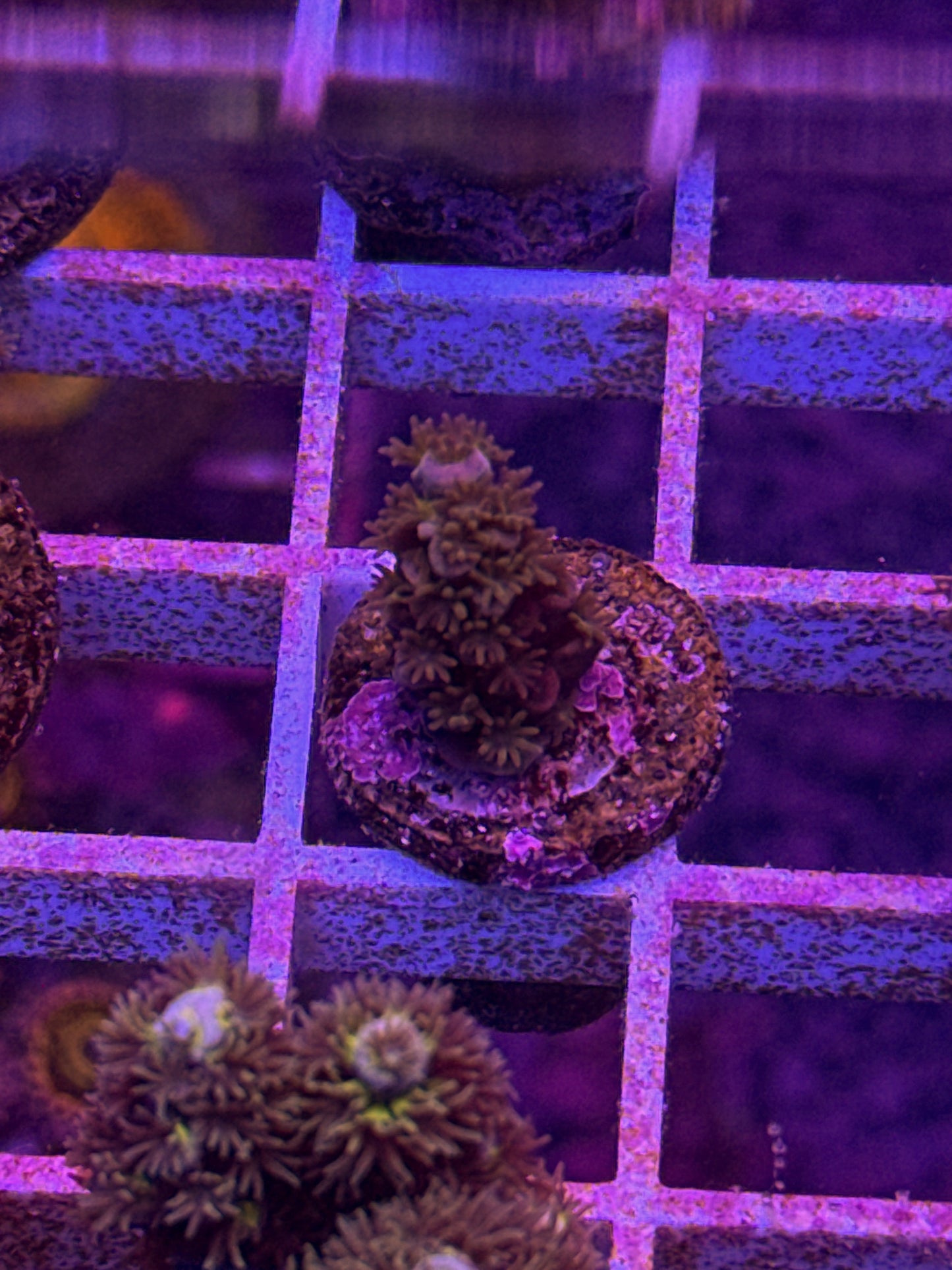 WCC Fluffy Tenuis Acro (WYSIWYG)