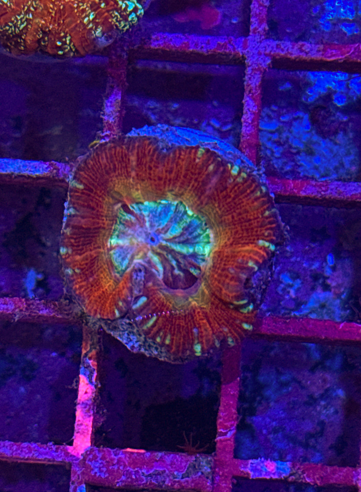 Acan Maxima “RARE” (WYSIWYG)