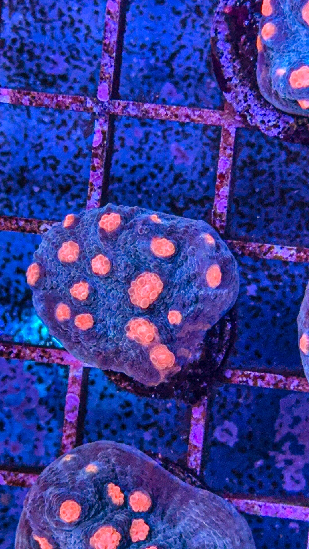 Miami Hurricane Chalice (WYSIWYG)