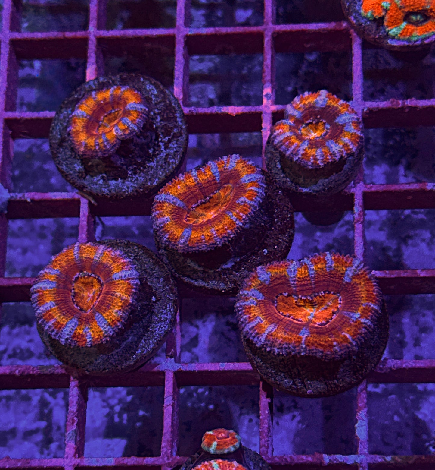Rainbow Acan (WYSIWYG)