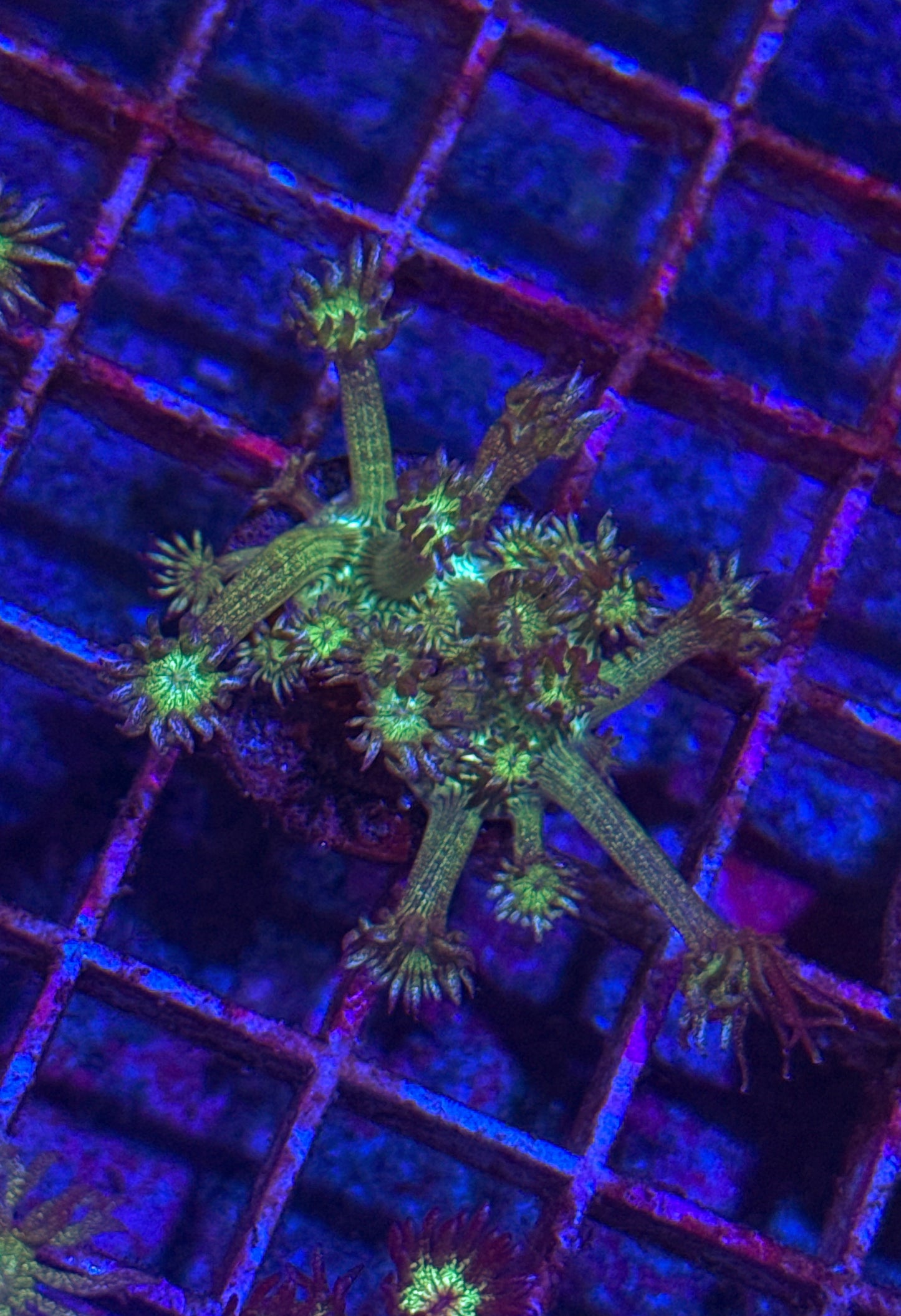 Blue Tip Glitter Goni (WYSIWYG)