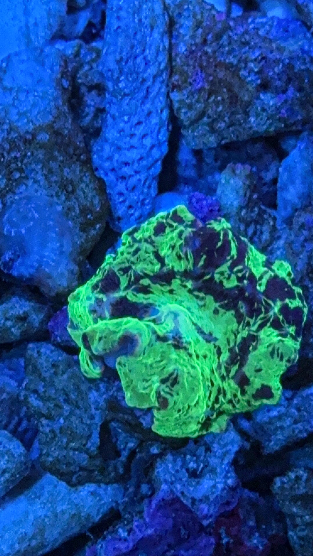 Kryptonite Jawbreaker Mushroom Coral (WYSIWYG)