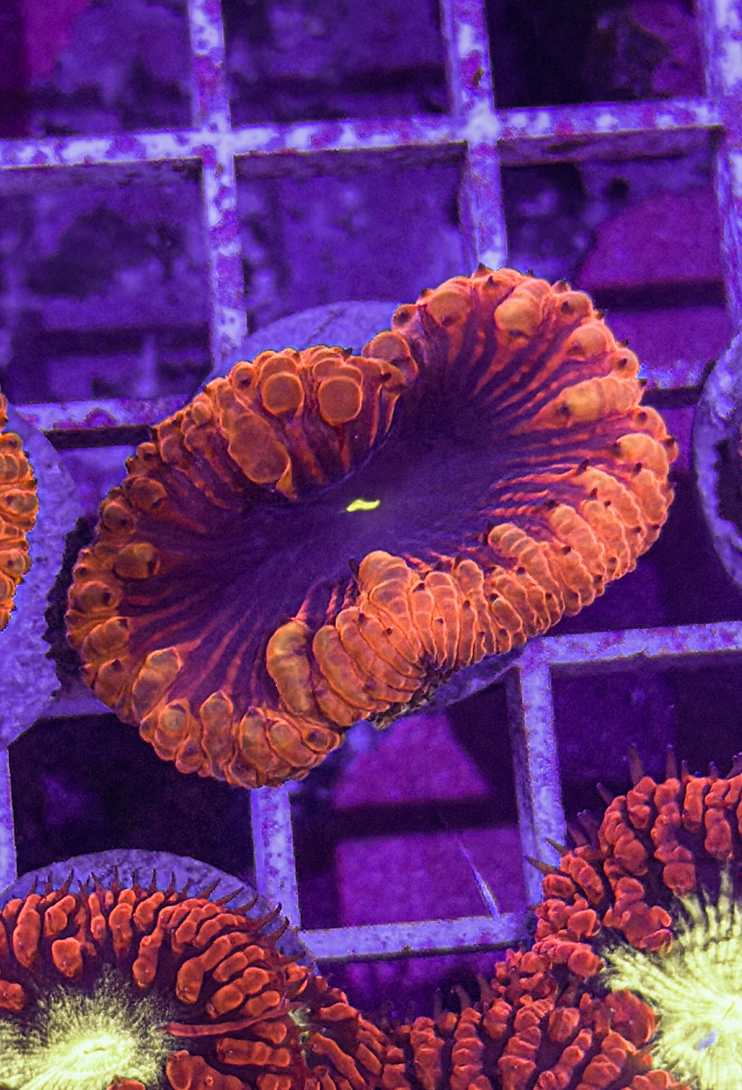 Black Hole Blasto (WYSIWYG)