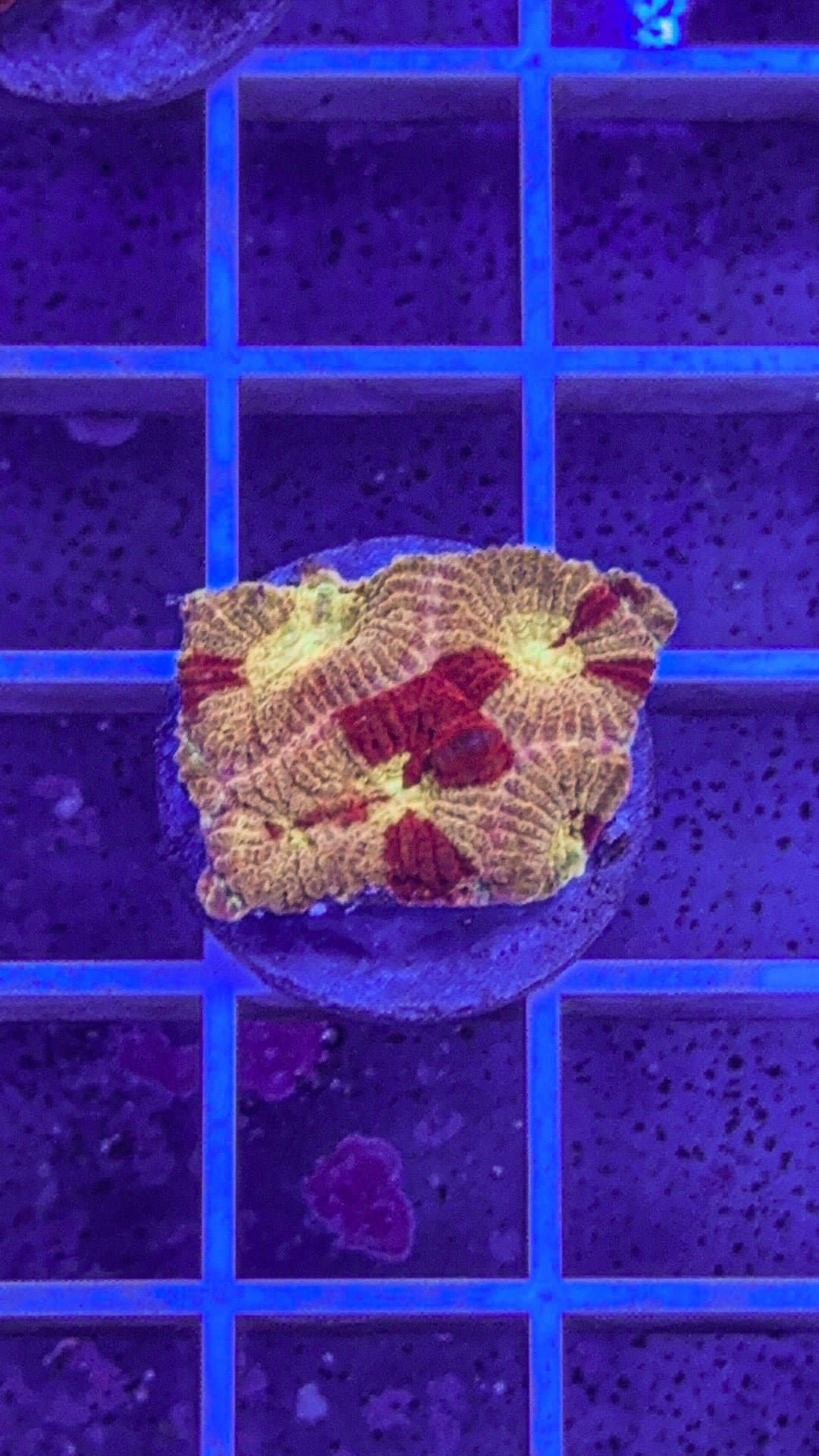 Iron Man Favia (WYSIWYG)