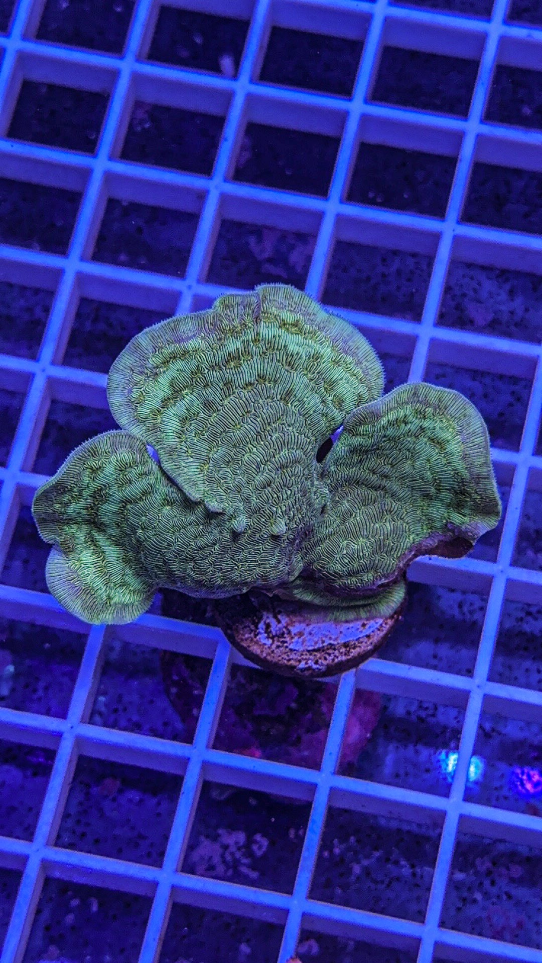 Potato Chip “Pavona” (WYSIWYG)