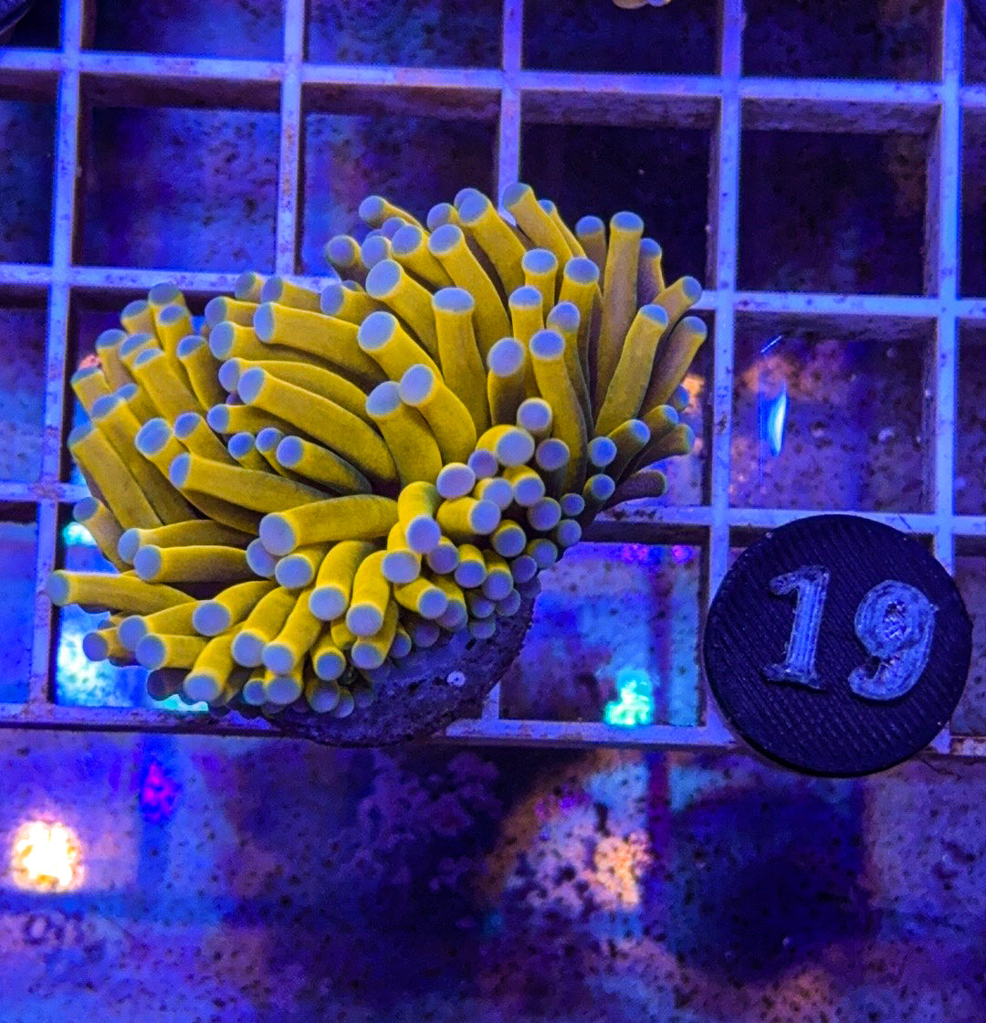 Banana Torch #19 (WYSIWYG)