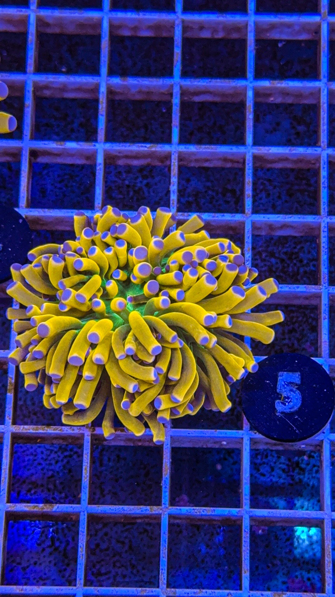 Ultra Banana Grail Torch #5 (WYSIWYG)