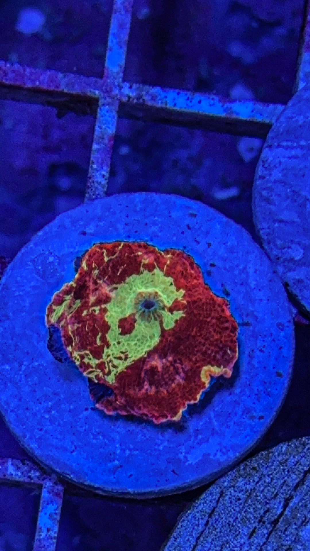 Eclectus JB Mushroom (WYSIWYG)