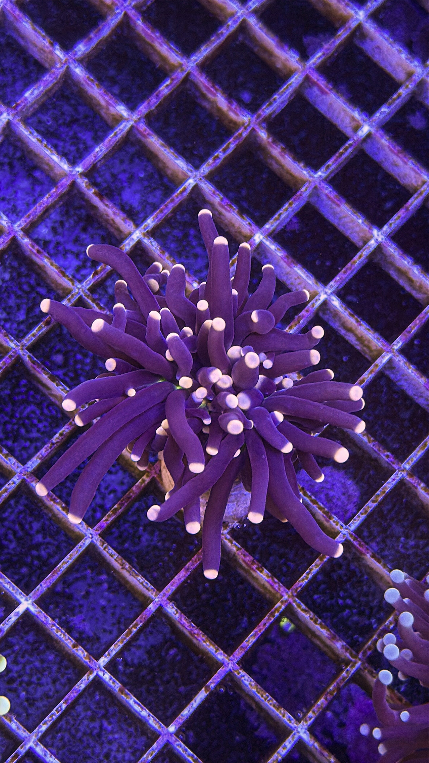 Malaysian Joker Torch (WYSIWYG)