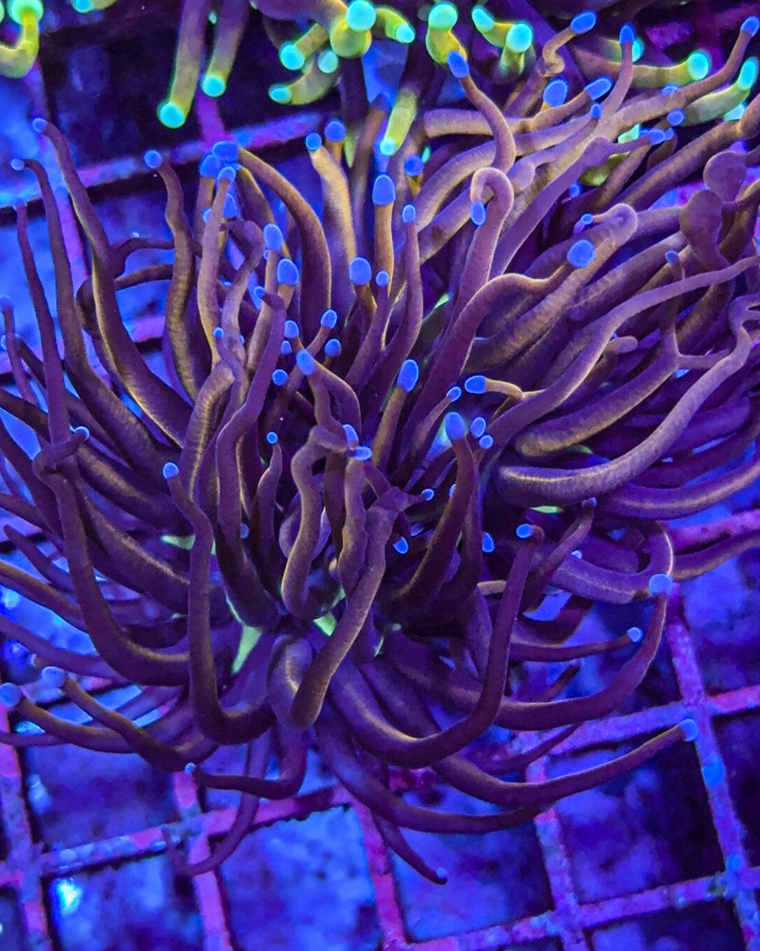 NY Knicks Torch (WYSIWYG)