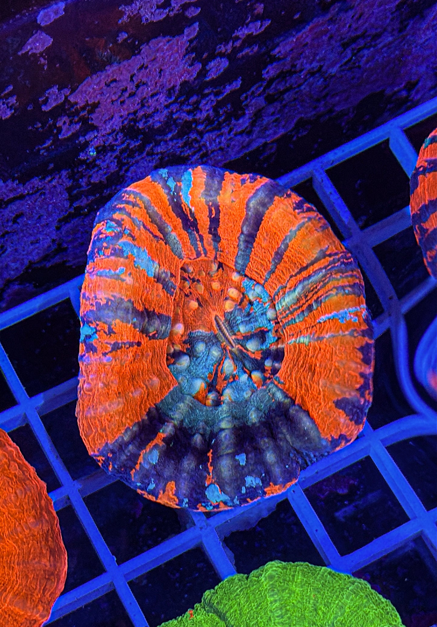 Ultra War Paint Scoly (WYSIWYG)