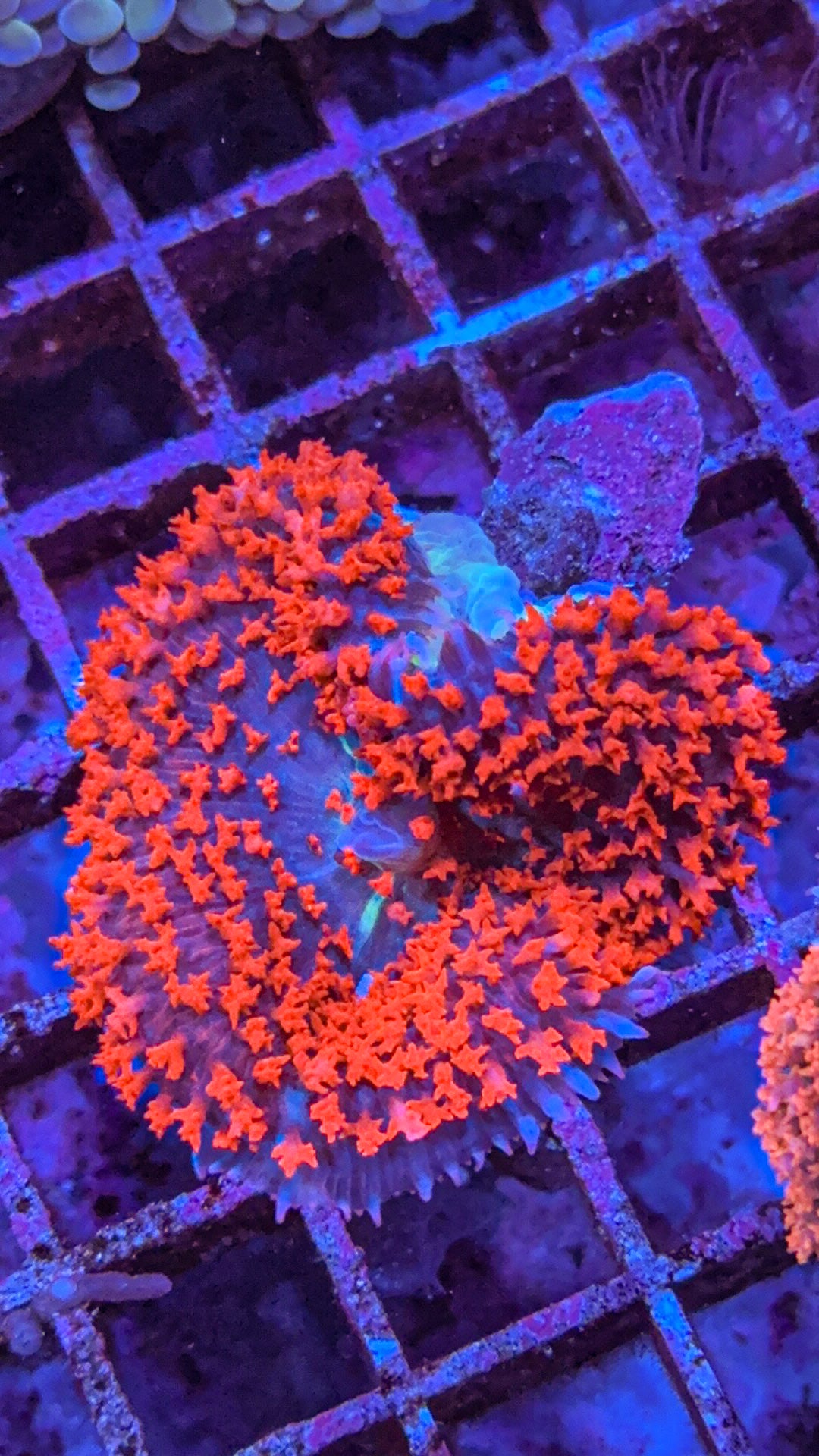 Saint Thomas Mushroom Coral (WYSIWYG)