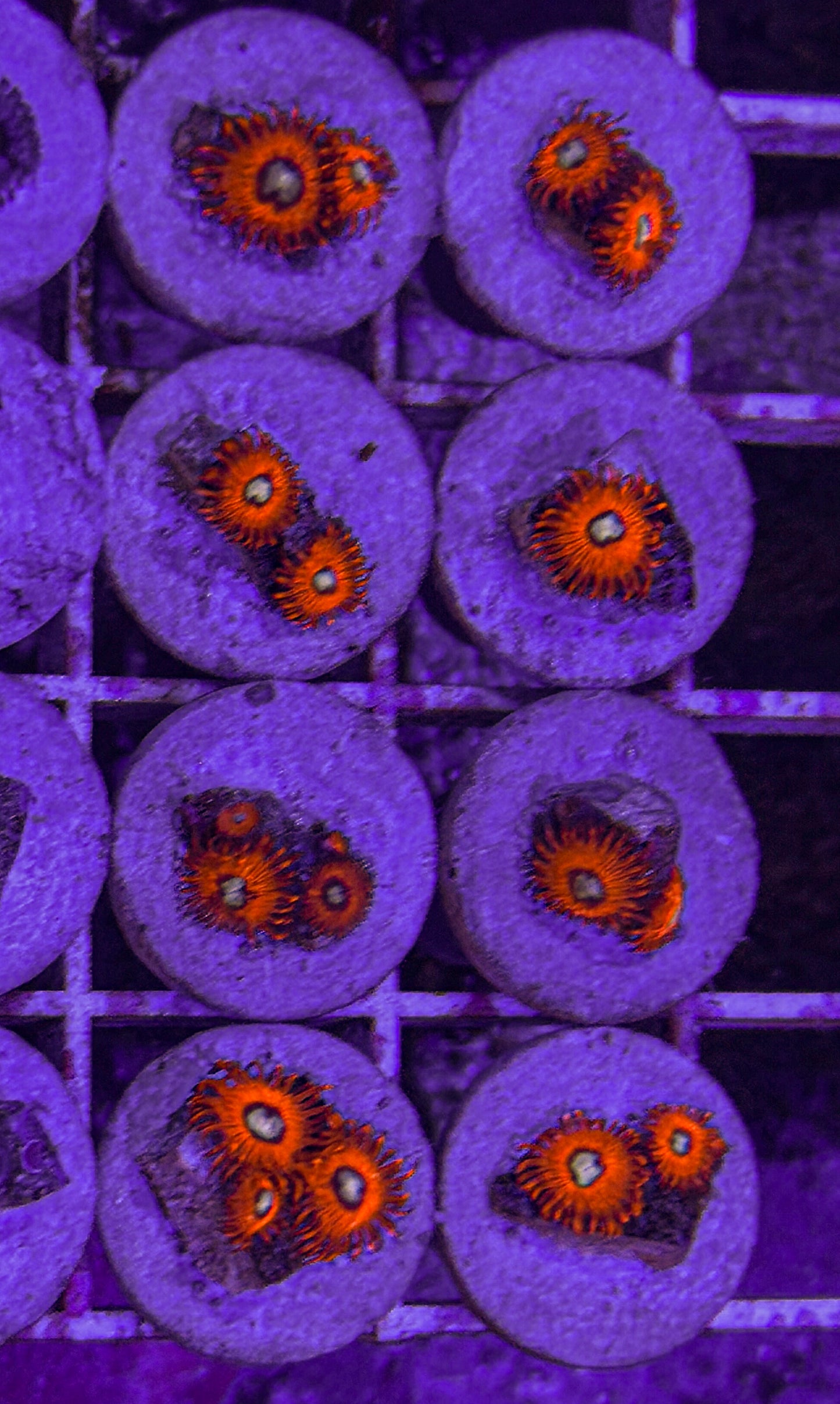 Charmander Zoas (WYSIWYG)