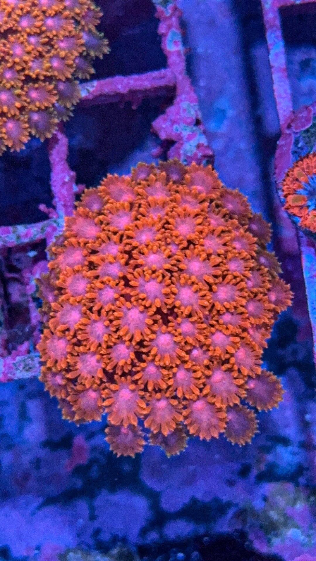 WCC Kaleidoscope Bernardpora (WYSIWYG)