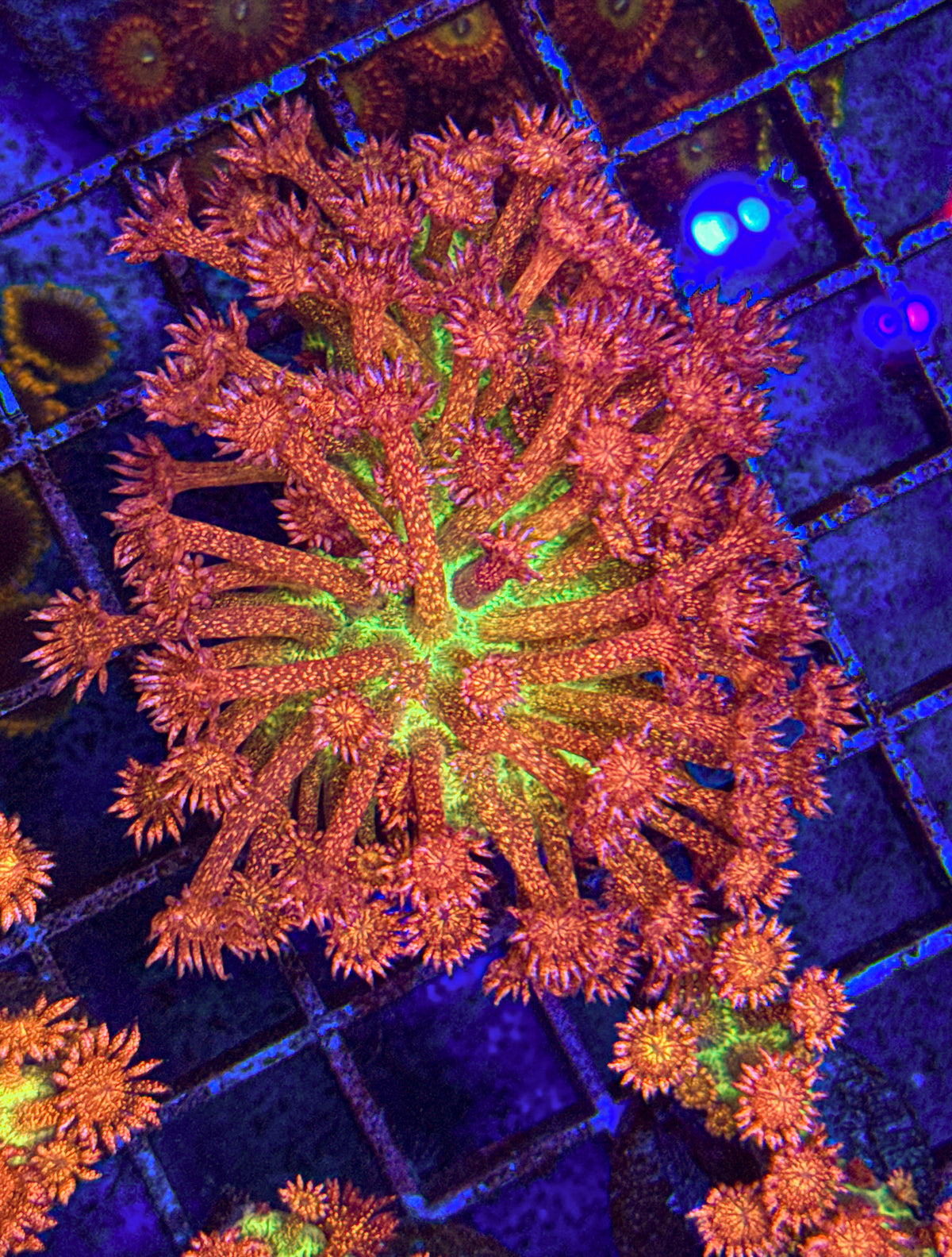 WCC Rainbow Glitter Goni (WYSIWYG)