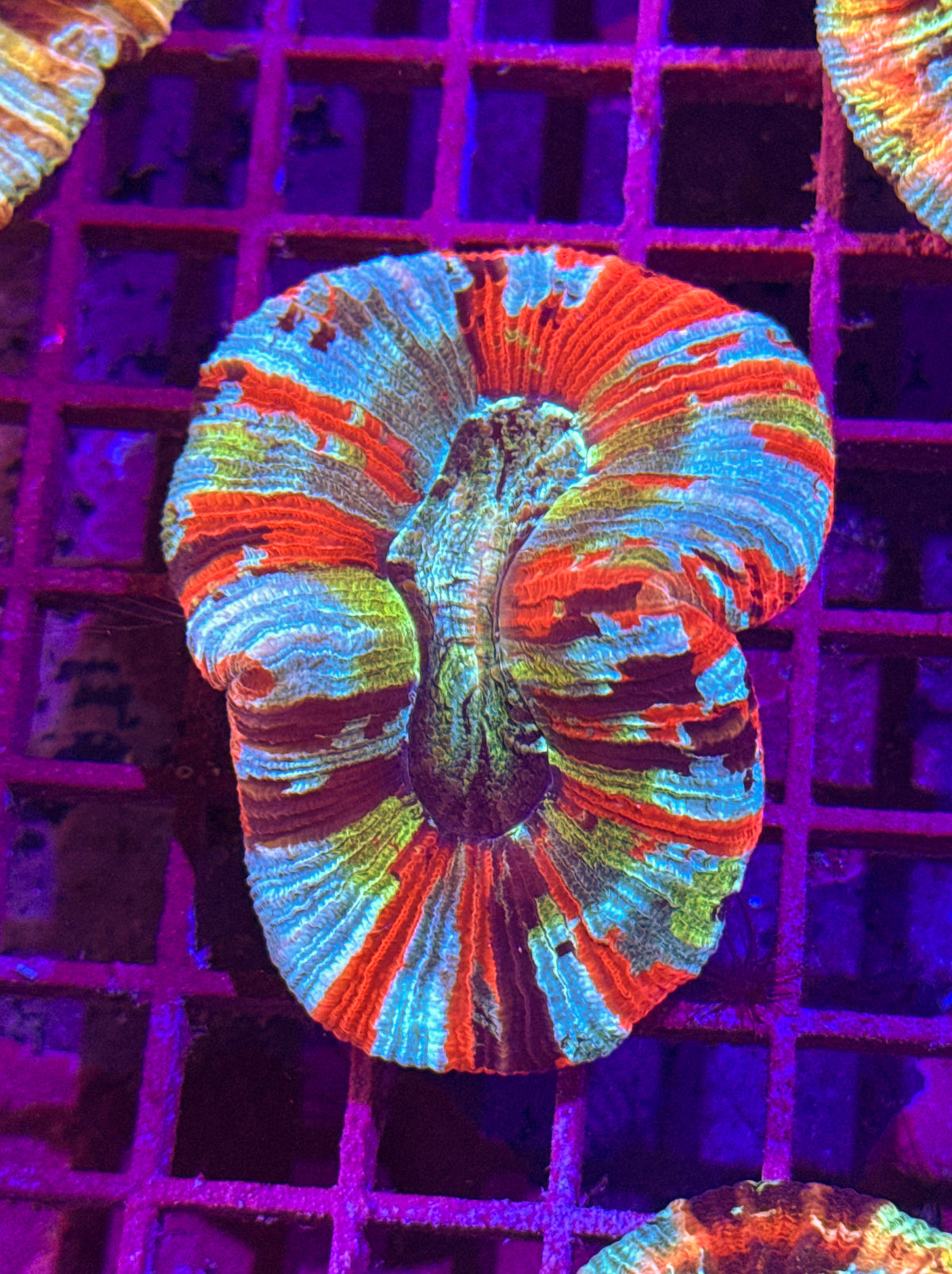 Rainbow Paint Splatter Trachy (WYSIWYG)