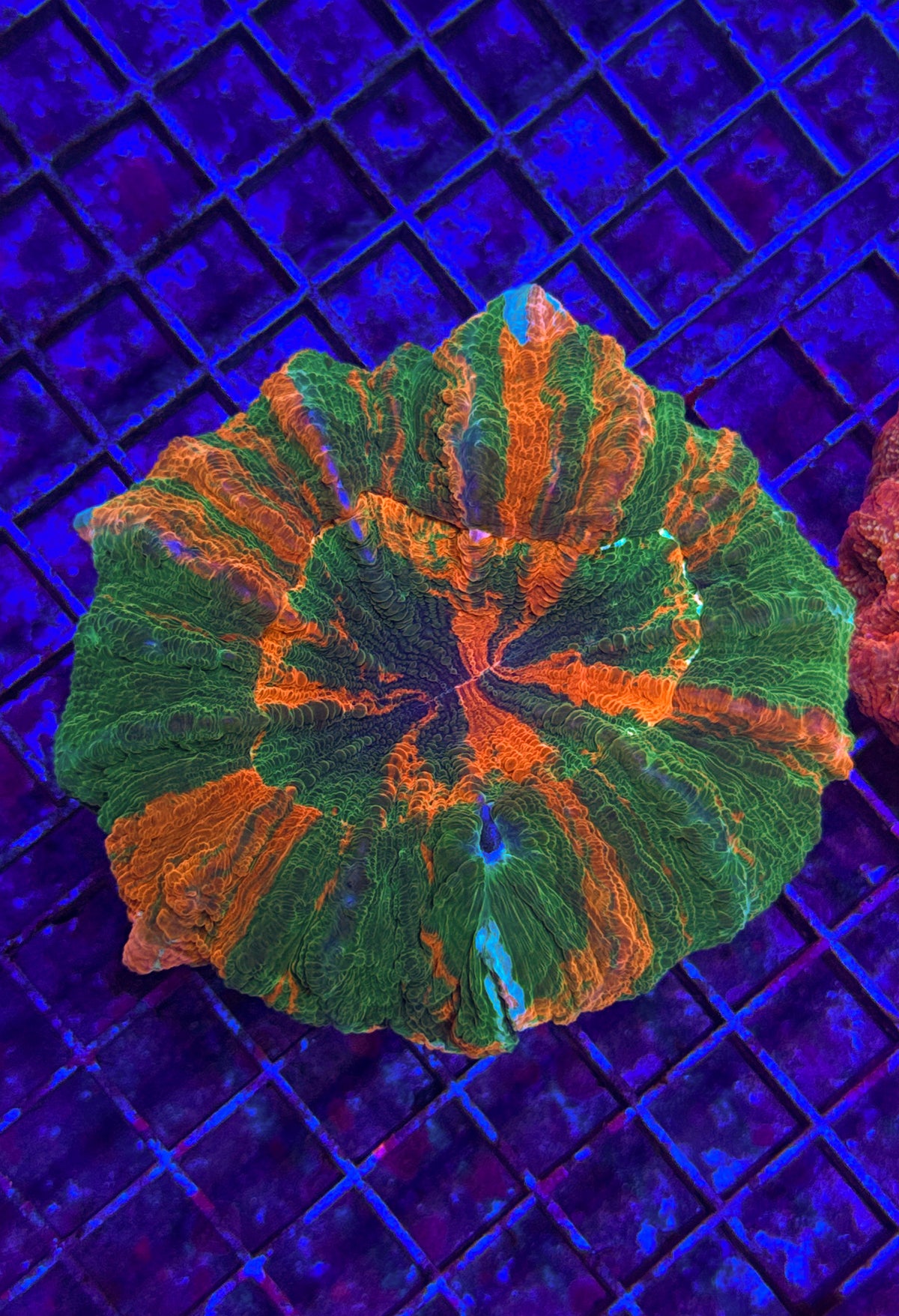 Bleeding Apple Acanthophyllia (WYSIWYG)