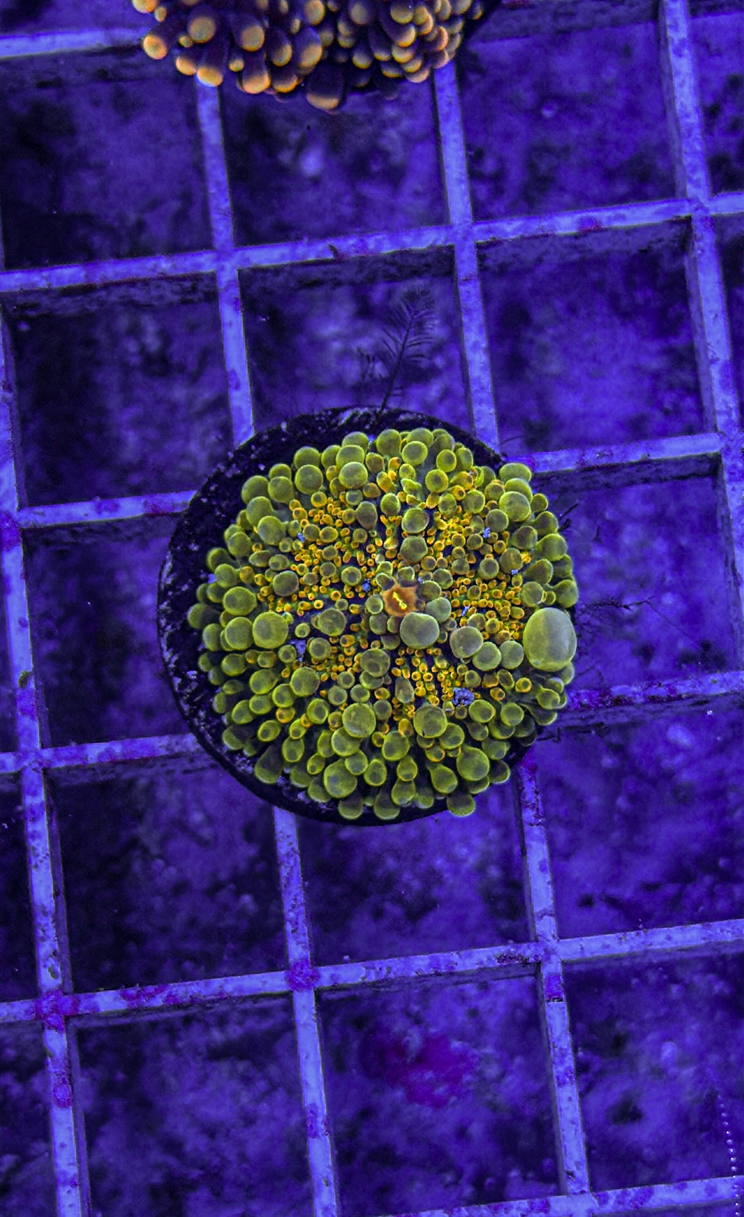 Malaysian Bounce Yuma (WYSIWYG)