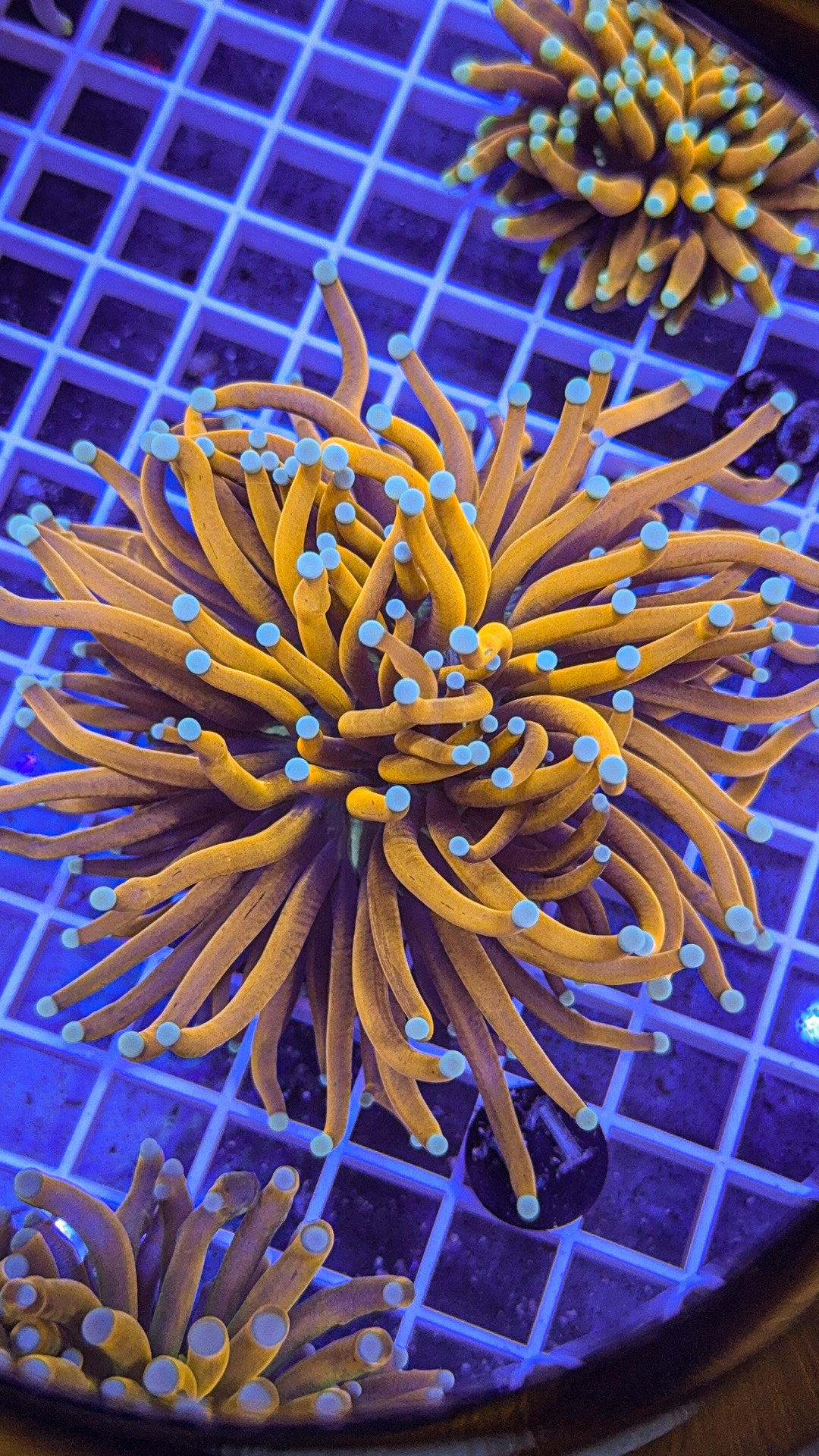 Banana Torch #11 (WYSIWYG)