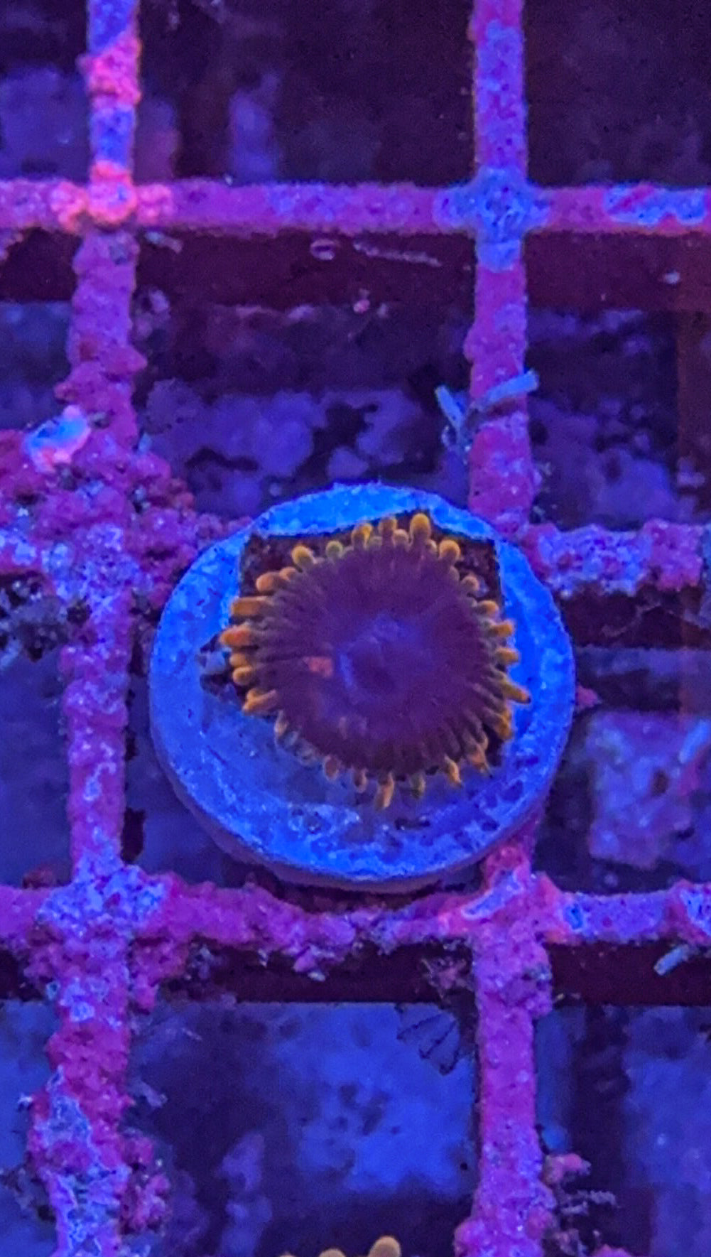 Stiggy Marley Zoa (WYSIWYG)