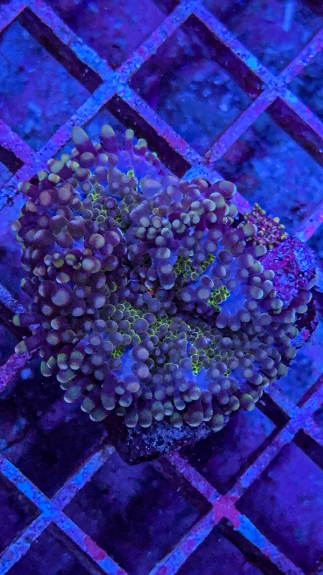 Purple Haze Yuma Mushroom with baby(WYSIWYG)