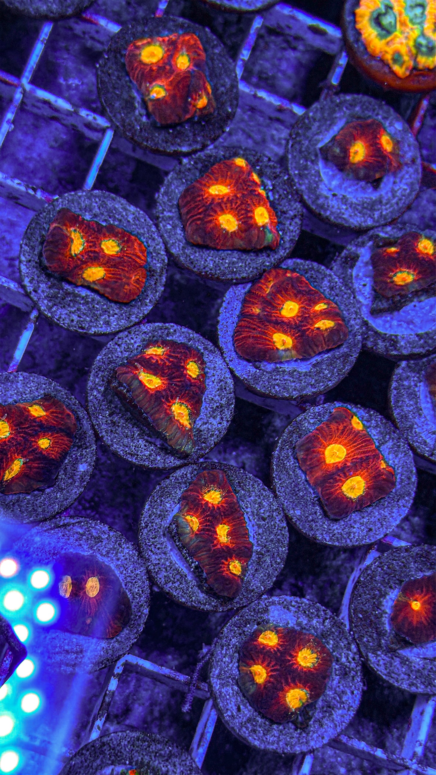 Diablo Favites Coral (WYSIWYG)