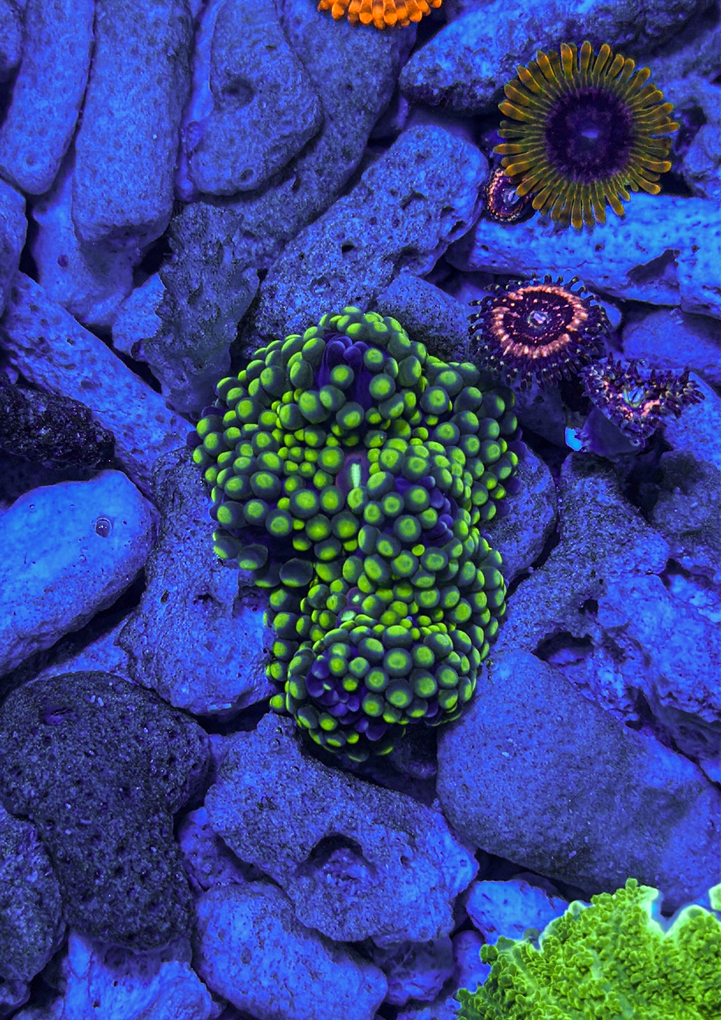 Florida Ricordea Mushroom (WYSIWYG)