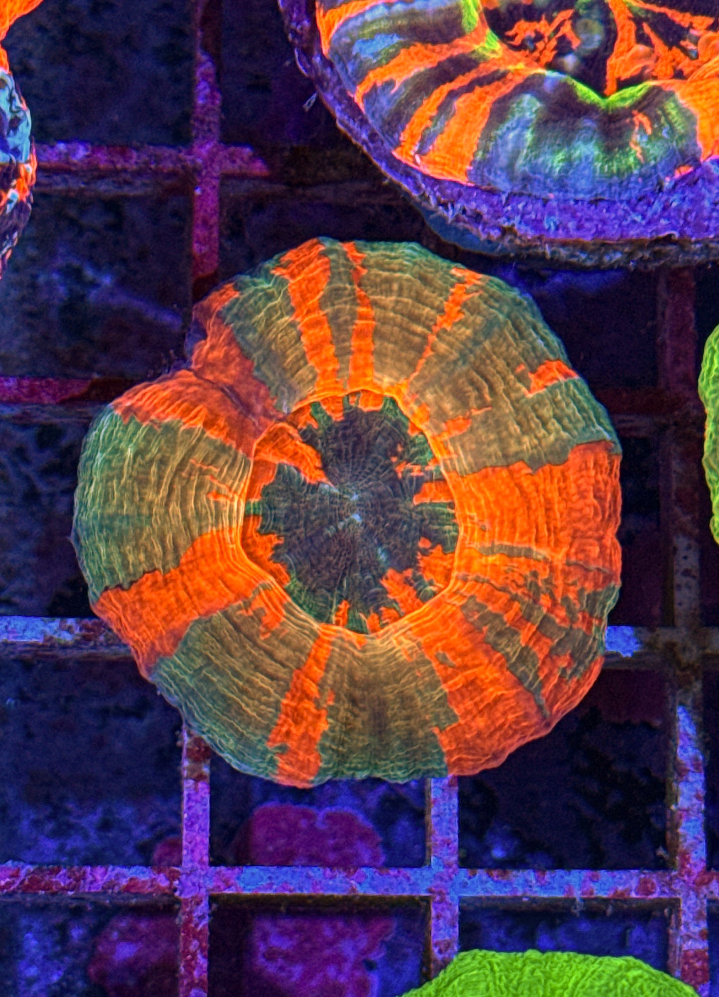 Ultra Unique Scoly (WYSIWYG)