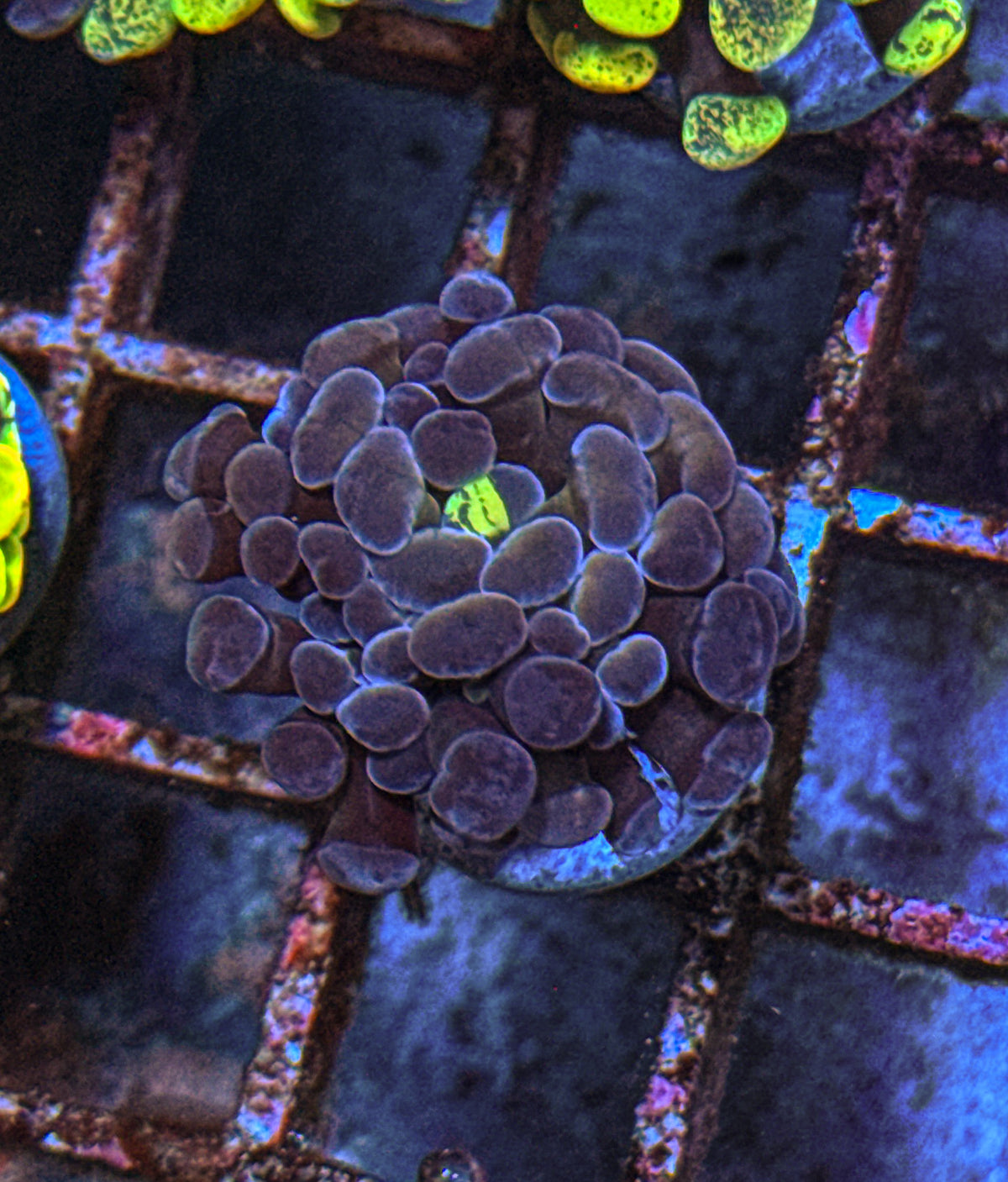 True Yellow Splatter Hammer (WYSIWYG)