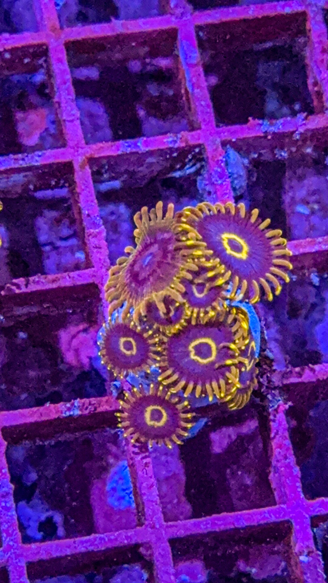 Purple Hornet/Acid Reflux Zoas (WYSIWYG)