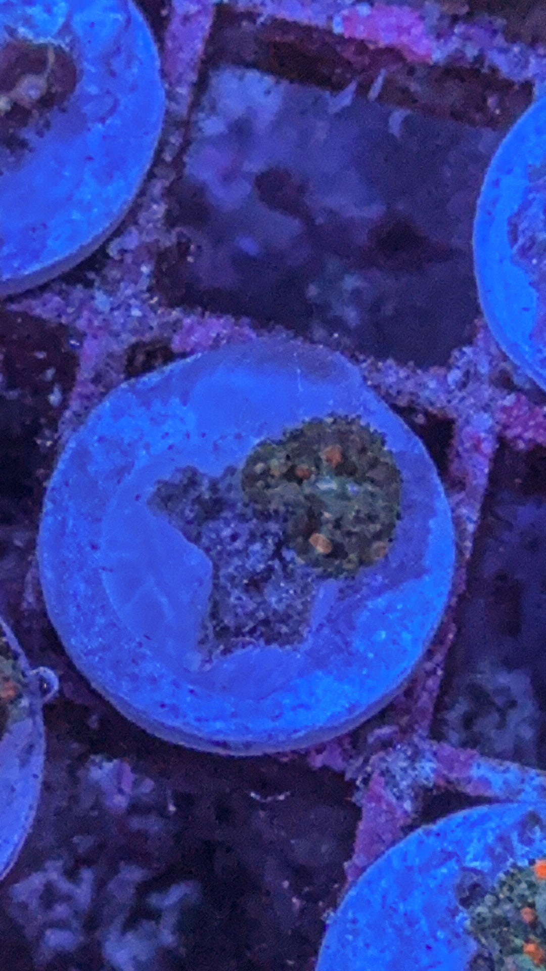 Wild Bounce Mushroom (WYSIWYG)