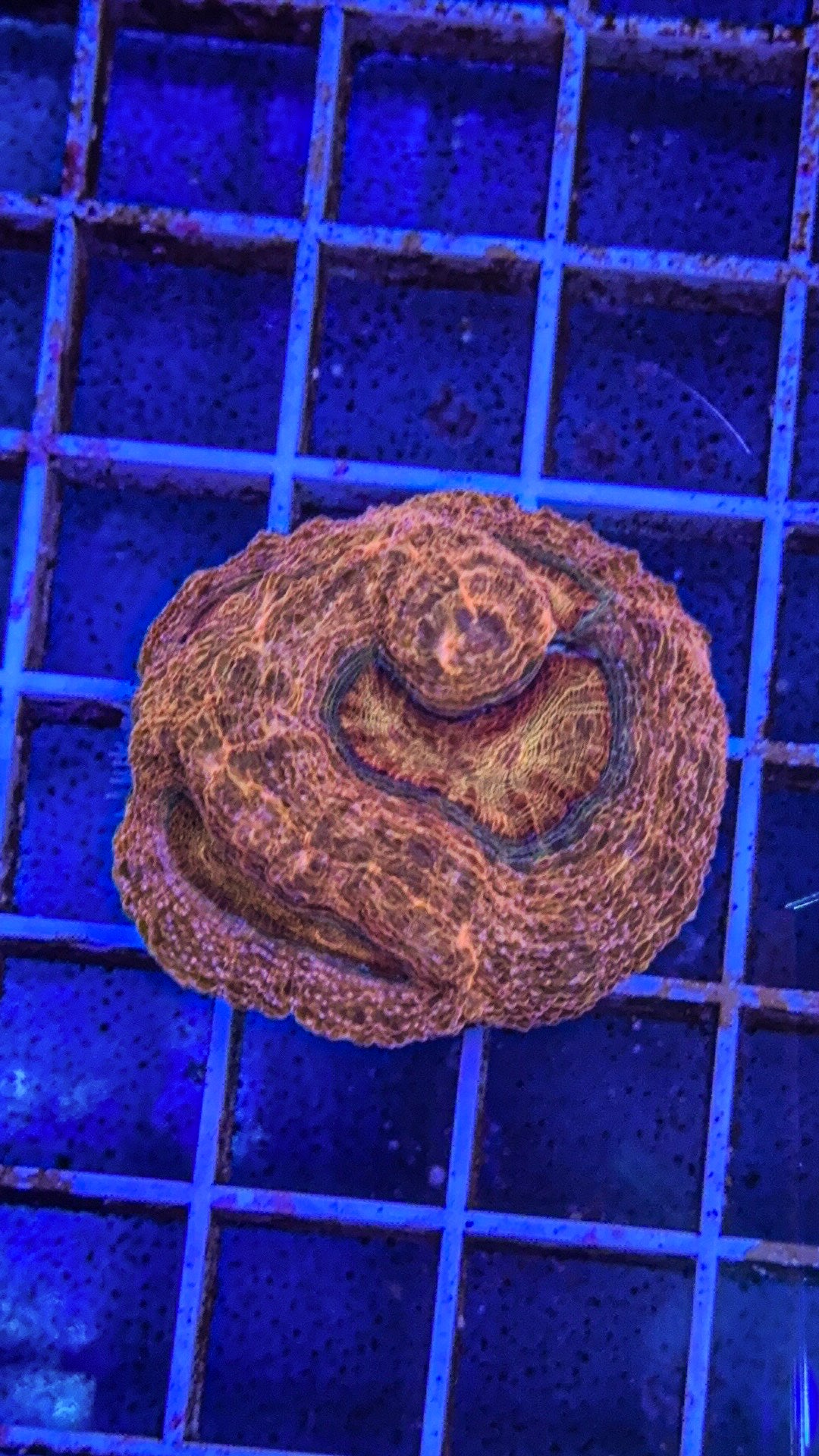 Unique Bowerbanki (WYSIWYG)